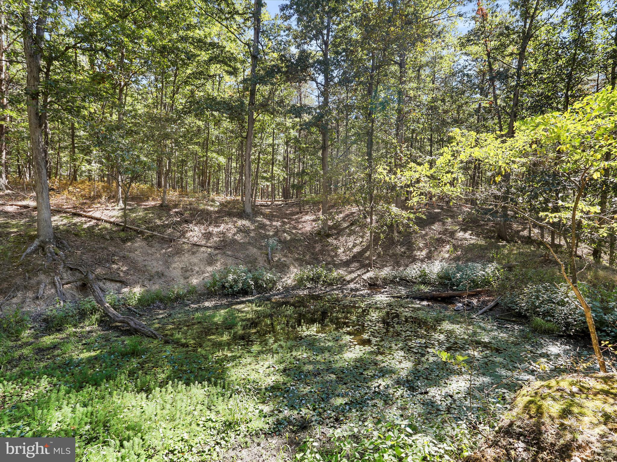2370 Kerns School Road Springfield, WV 26763 - Photo 12 of 45 a view of a forest with trees in the background