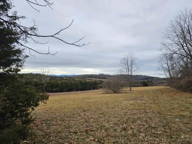 a view of plants and large trees