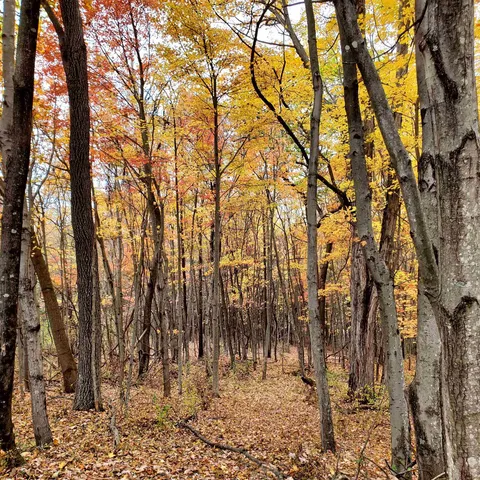a view of a bunch of trees