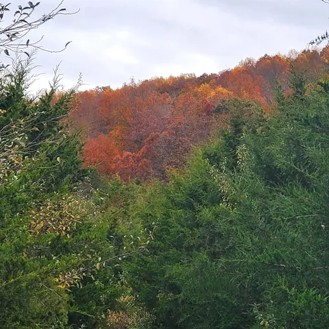 a view of a tree in a yard