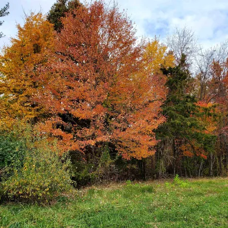 a view of a tree in front of a house