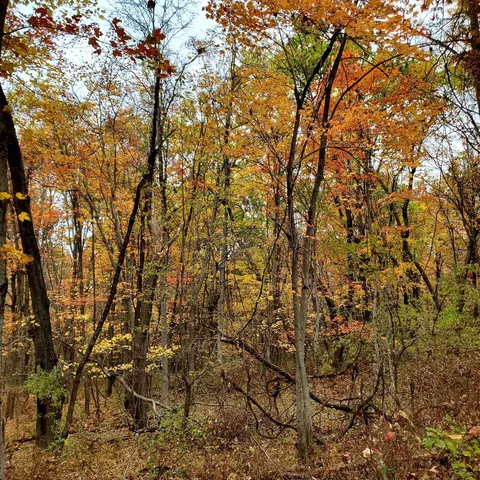 a view of a lush green space