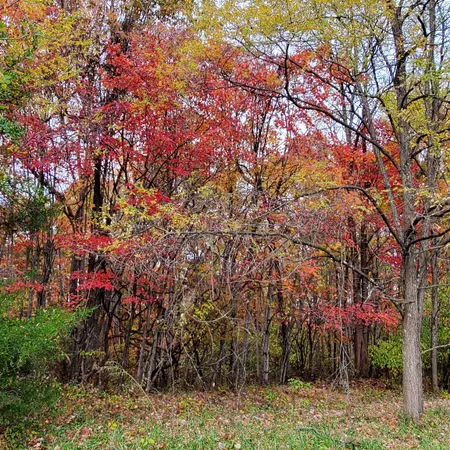 a view of a yard with trees