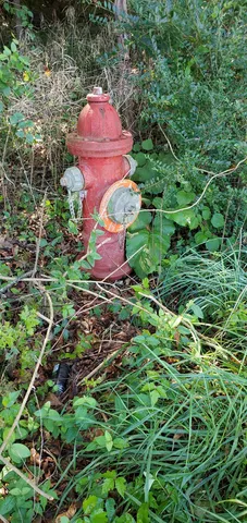 an aerial view of mountain and tree