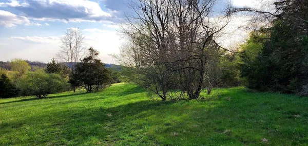 a view of field with tall trees