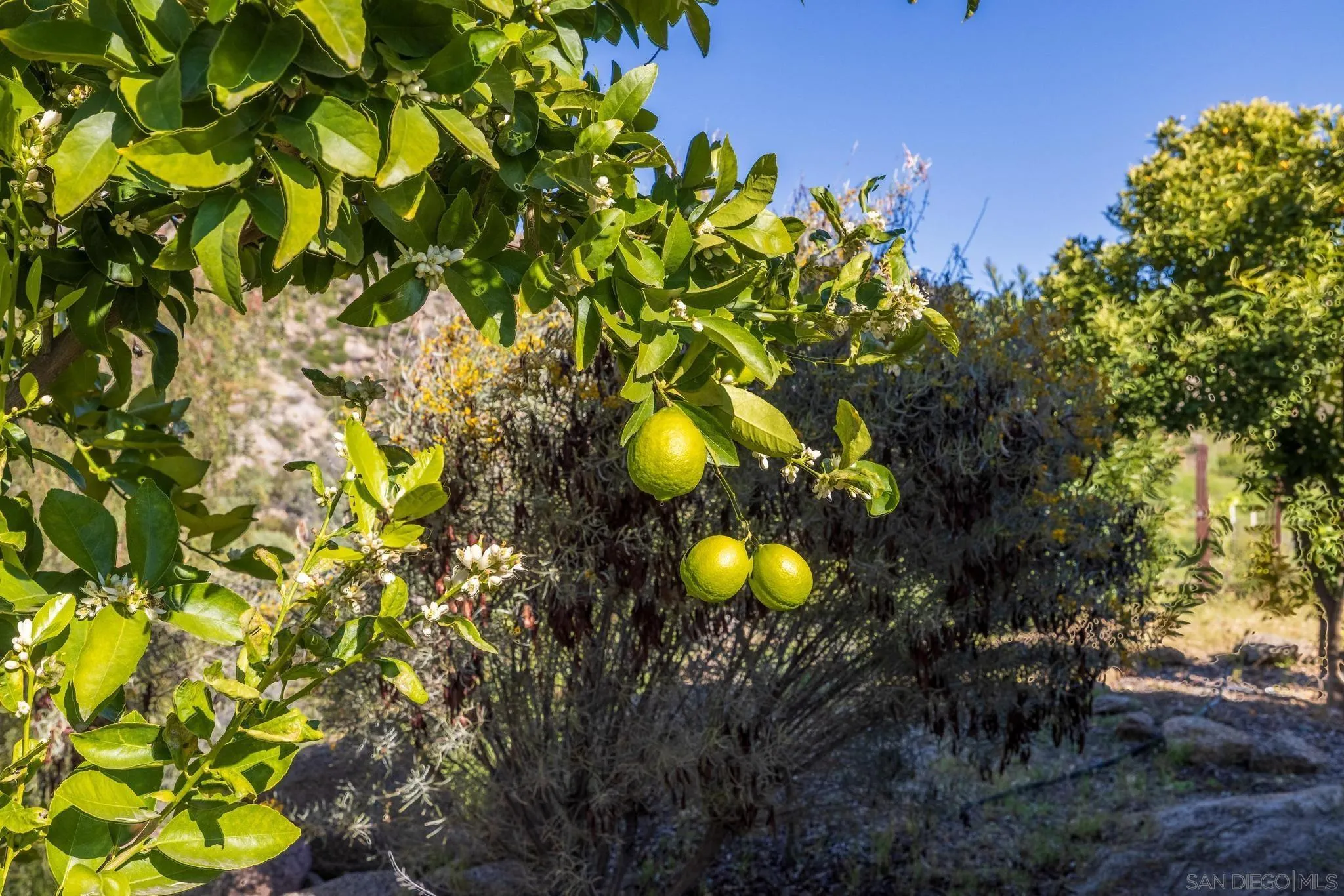 35140 Stirrup Road Temecula, CA 92592 - Photo 52 of 75 a view of a house with a tree and plant