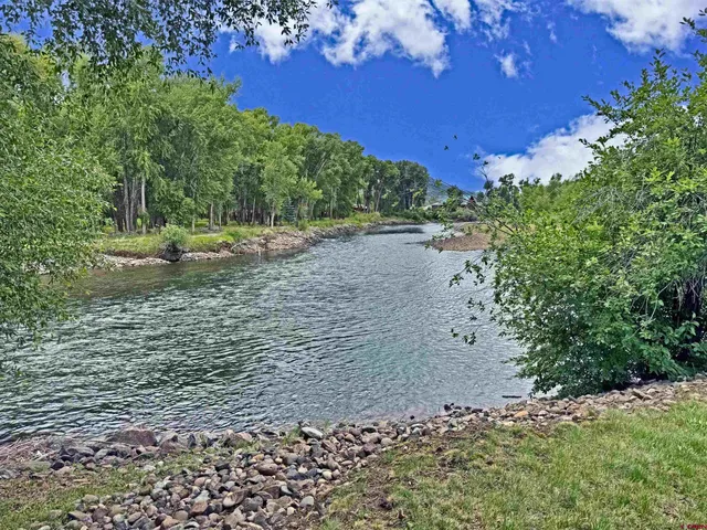 a view of a yard with plants and large trees