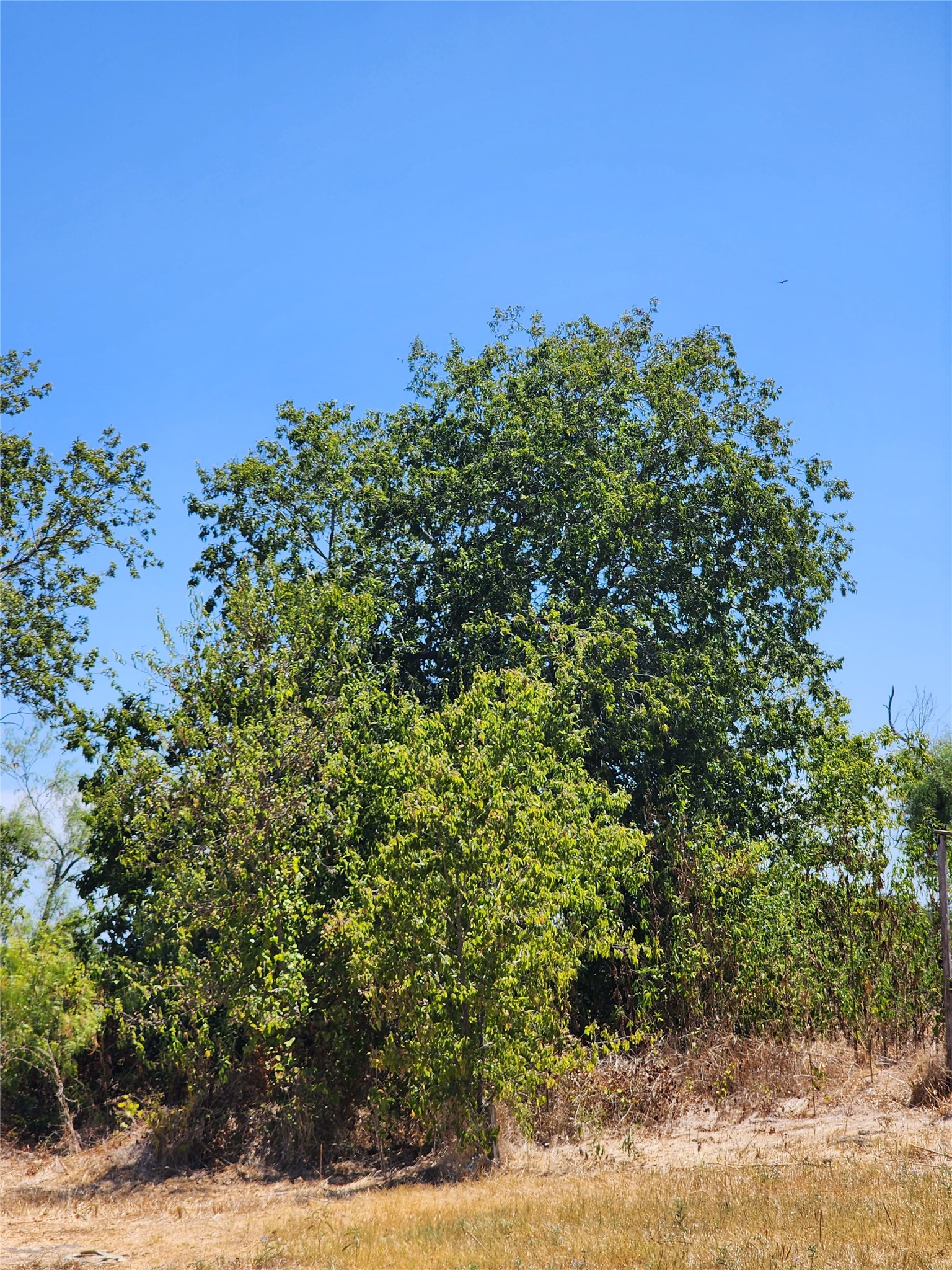 18327 Blake Manor Road, Unit A Manor, TX 78653 - Photo 19 of 21 View of local wilderness
