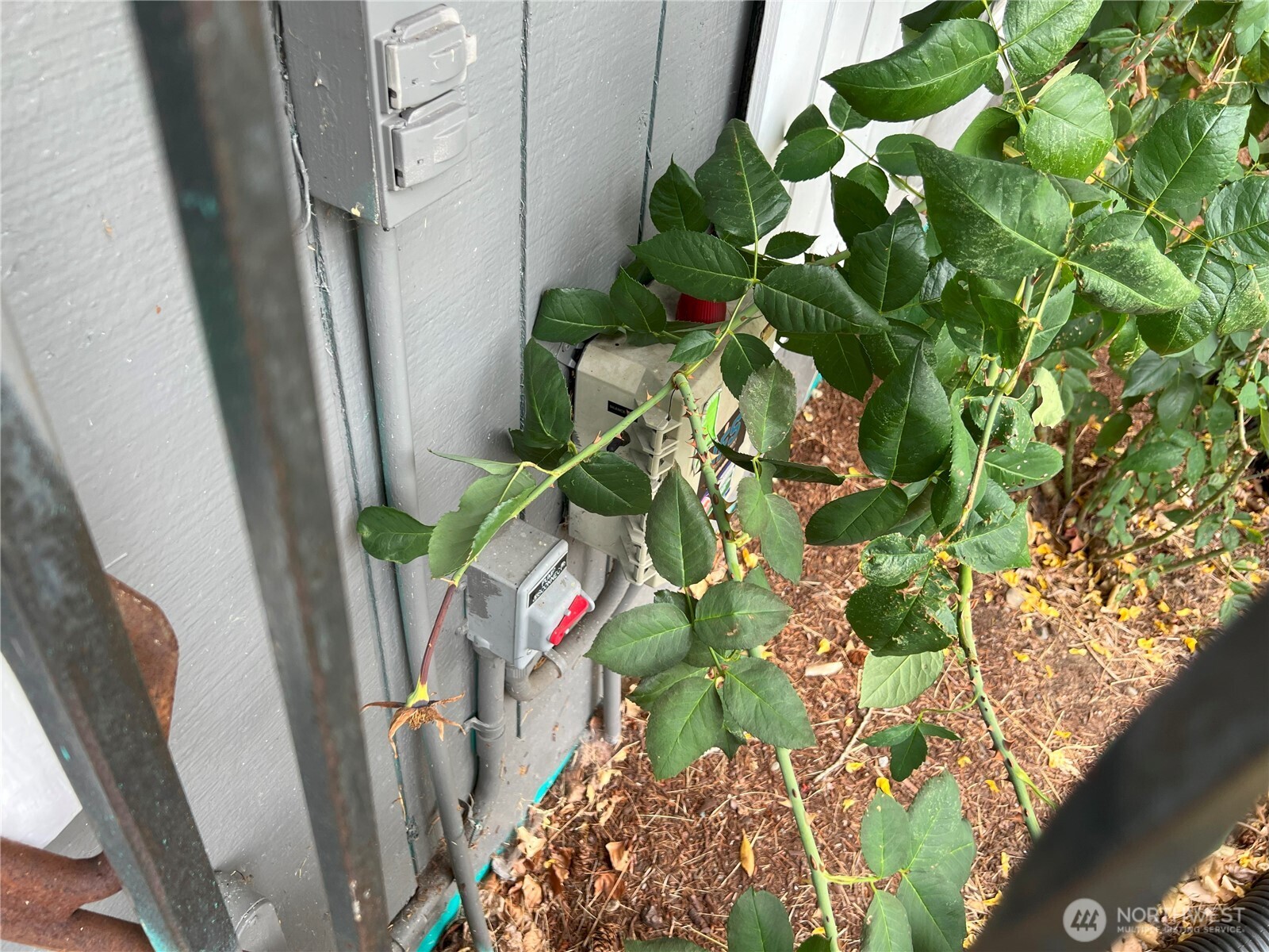 511 190th Street East Spanaway, WA 98387 - Photo 33 of 33 a view of a plant