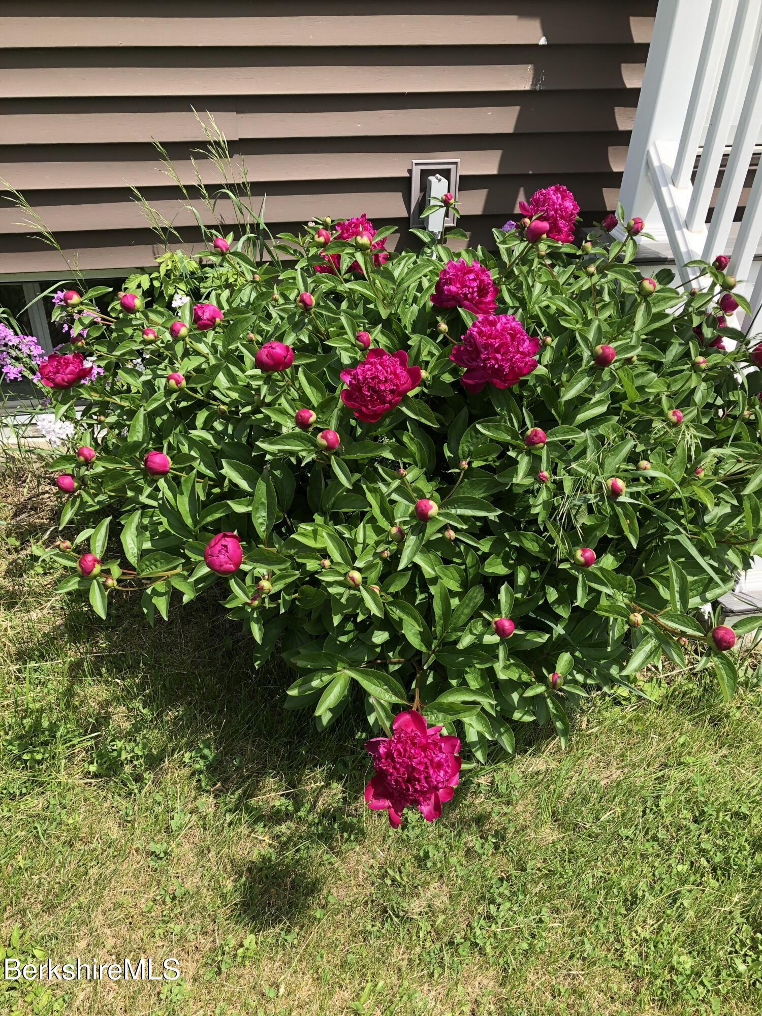 860 Stratton Road Williamstown, MA 01267 - Photo 51 of 63 Peony