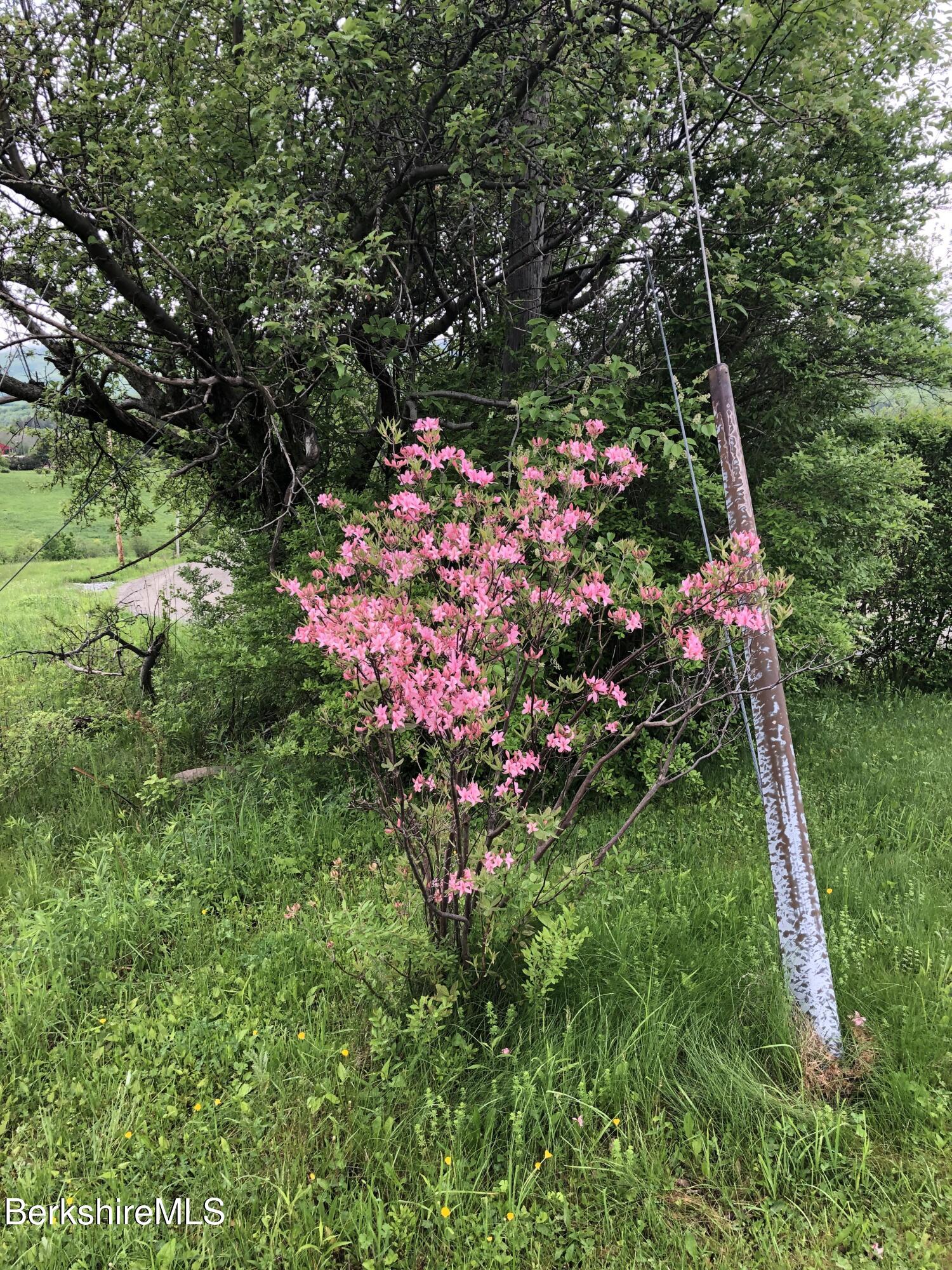 860 Stratton Road Williamstown, MA 01267 - Photo 52 of 63 Azalea