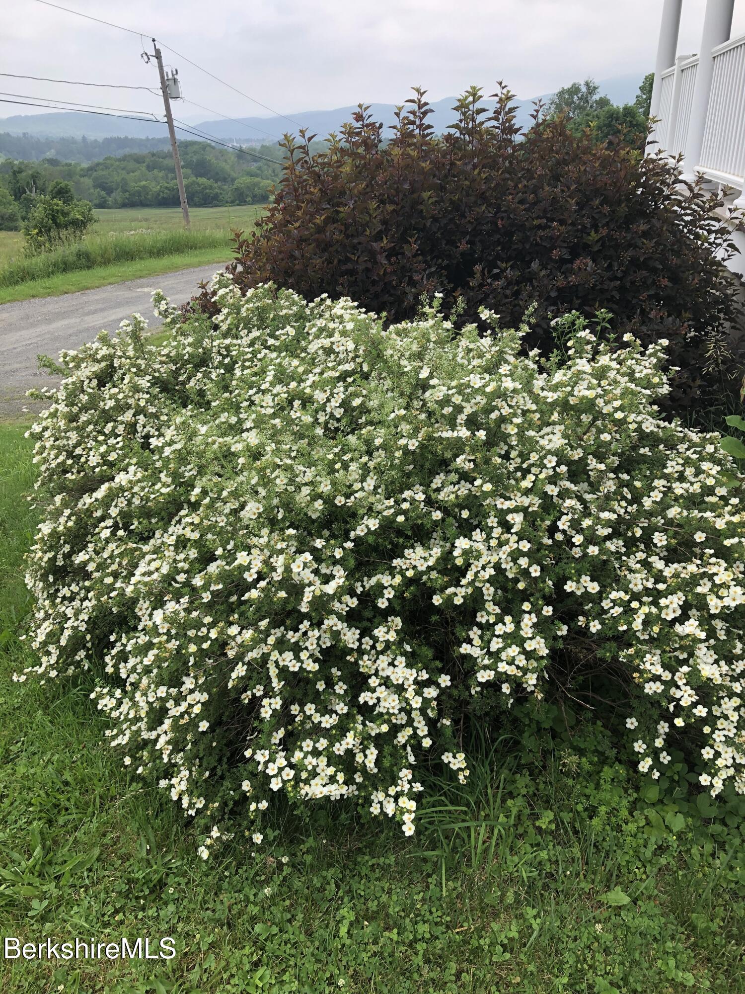860 Stratton Road Williamstown, MA 01267 - Photo 53 of 63 Shrubby cinquefoil