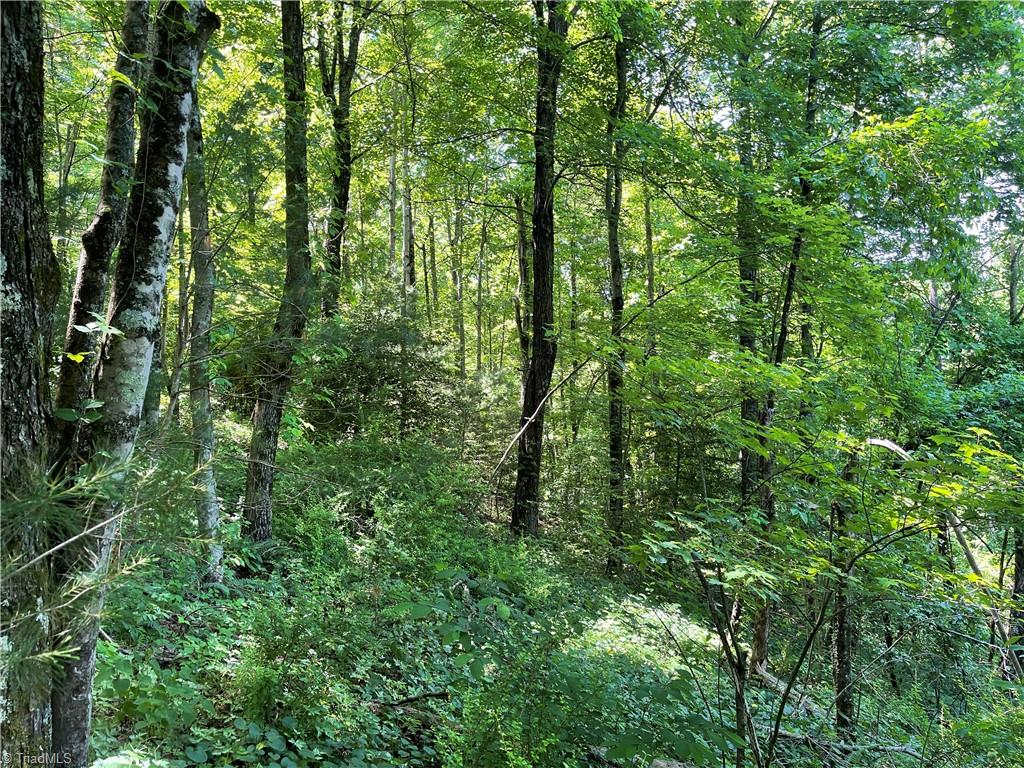 Tbd Old Orchard Road Moravian Falls, NC 28654 - Photo 4 of 5 Gallery Image 4