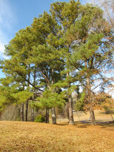 455 Summertown Road Jasper, TN 37347 - Photo 14 of 32 Summertown Road 015