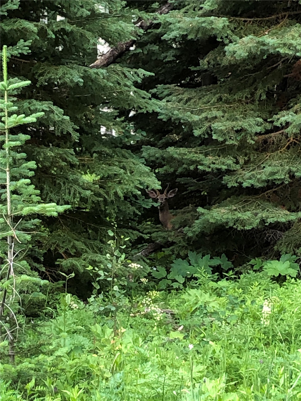 Tbd Tbd Springboard Trail Oak Creek, CO 80467 - Photo 4 of 11