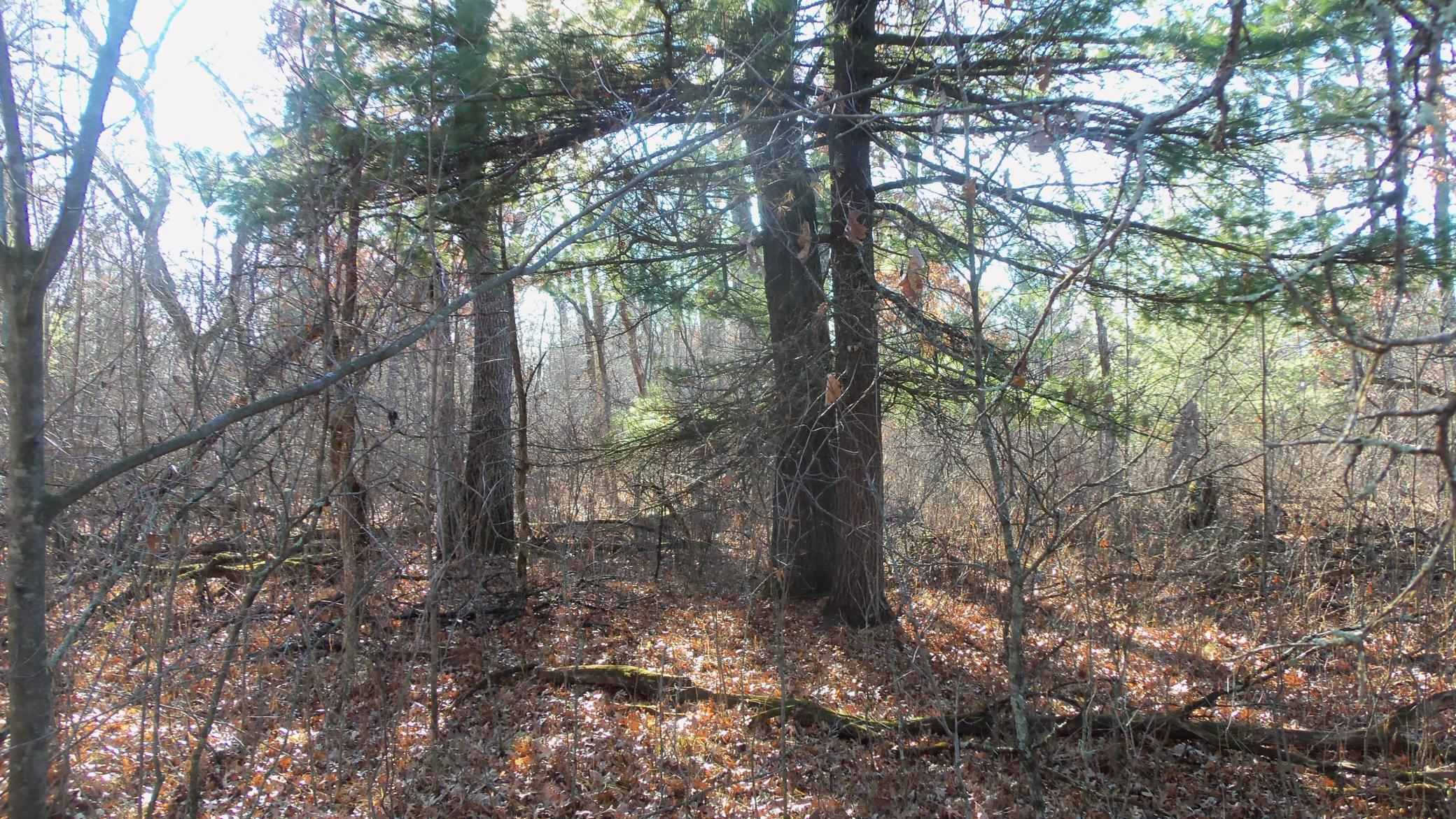 Lot 2 Ferry Road Grantsburg, WI 54840 - Photo 8 of 8