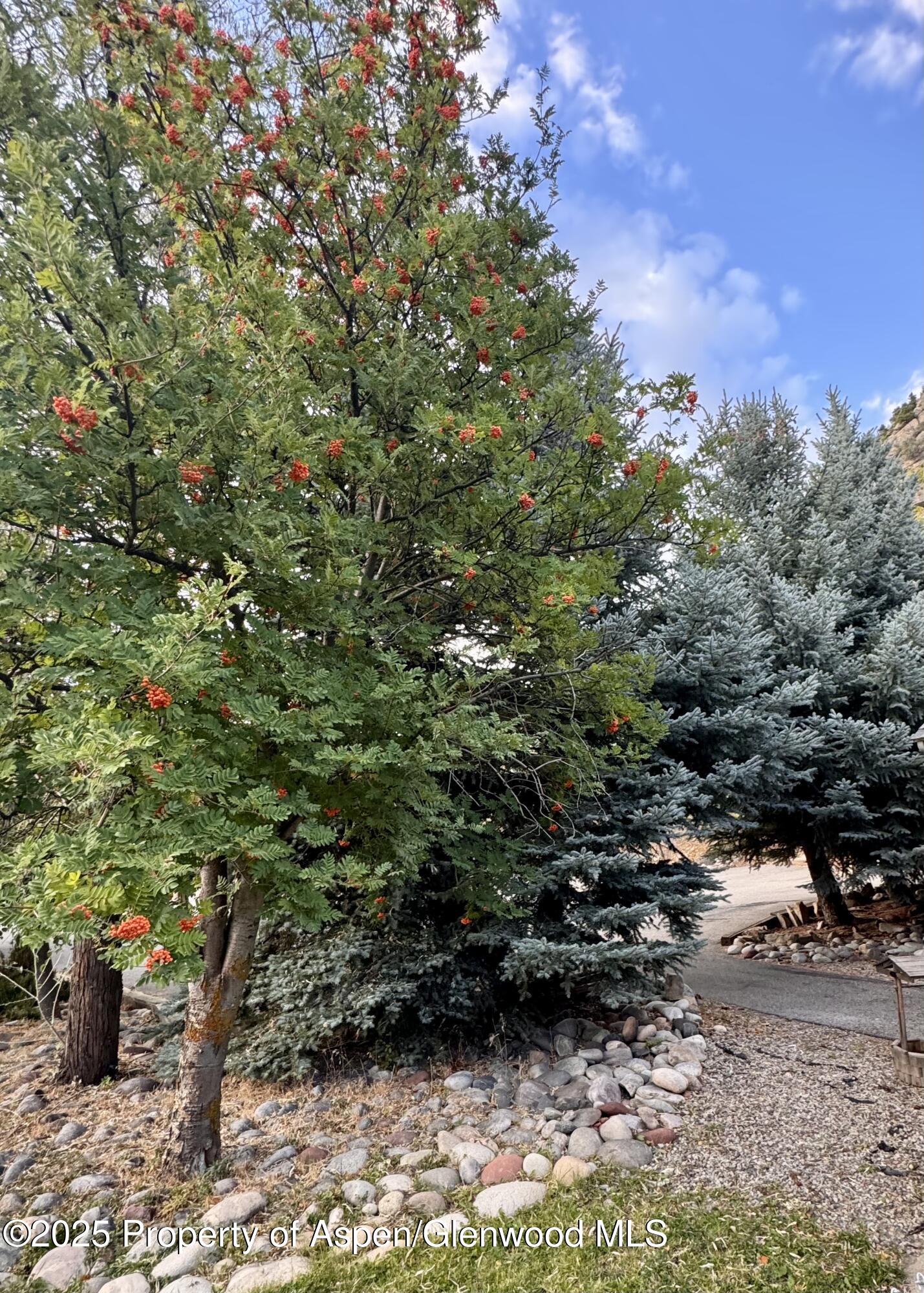 228 North 7th Street New Castle, CO 81647 - Photo 4 of 24 a view of a bunch of trees and bushes