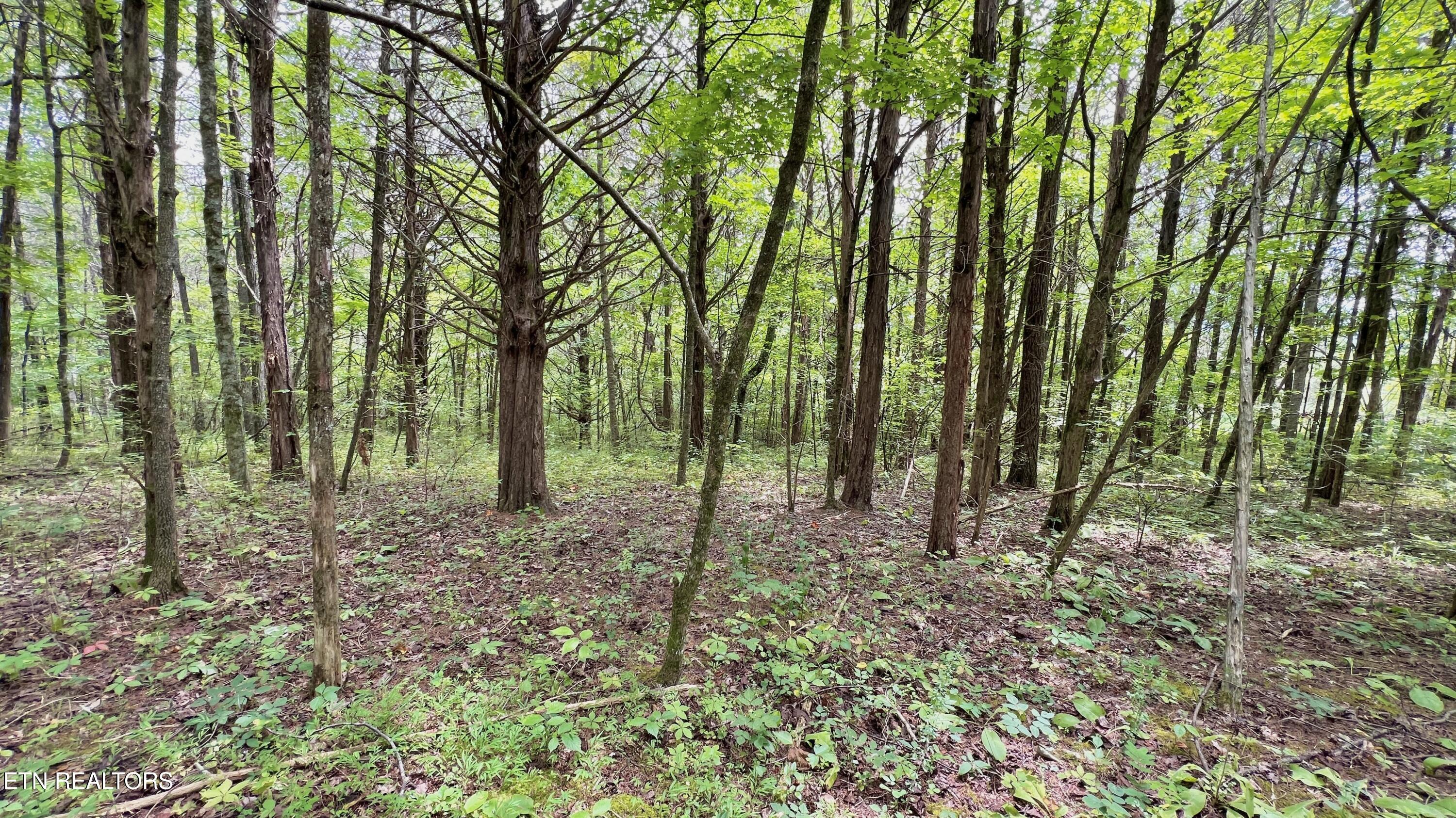 Lot 7 Rodgers Road Corryton, TN 37721 - Photo 11 of 13 Lot 7 Rodgers Rd, Corryton, TN 37721