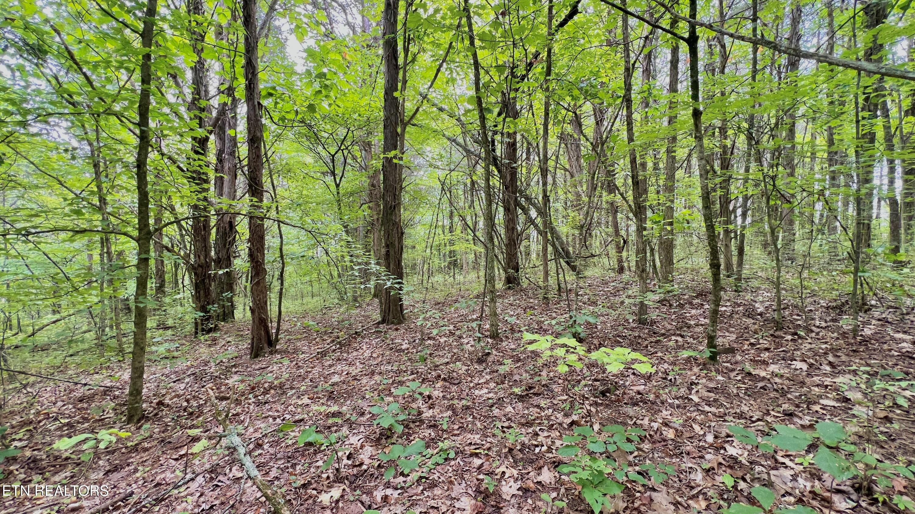 Lot 7 Rodgers Road Corryton, TN 37721 - Photo 12 of 13 Lot 7 Rodgers Rd, Corryton, TN 37721