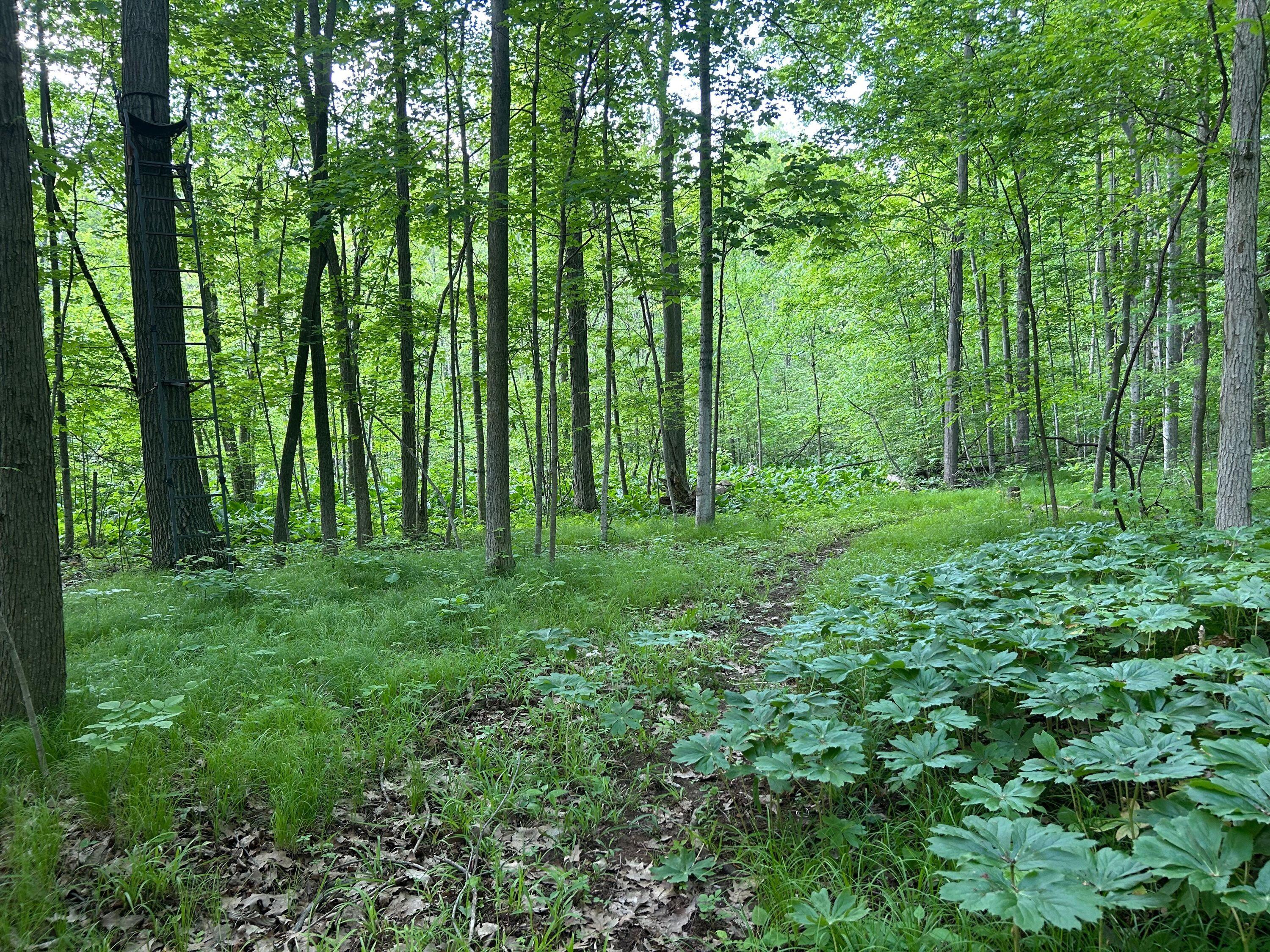 15300 Rome Road Manitou Beach, MI 49253 - Photo 24 of 59 IMG_2967