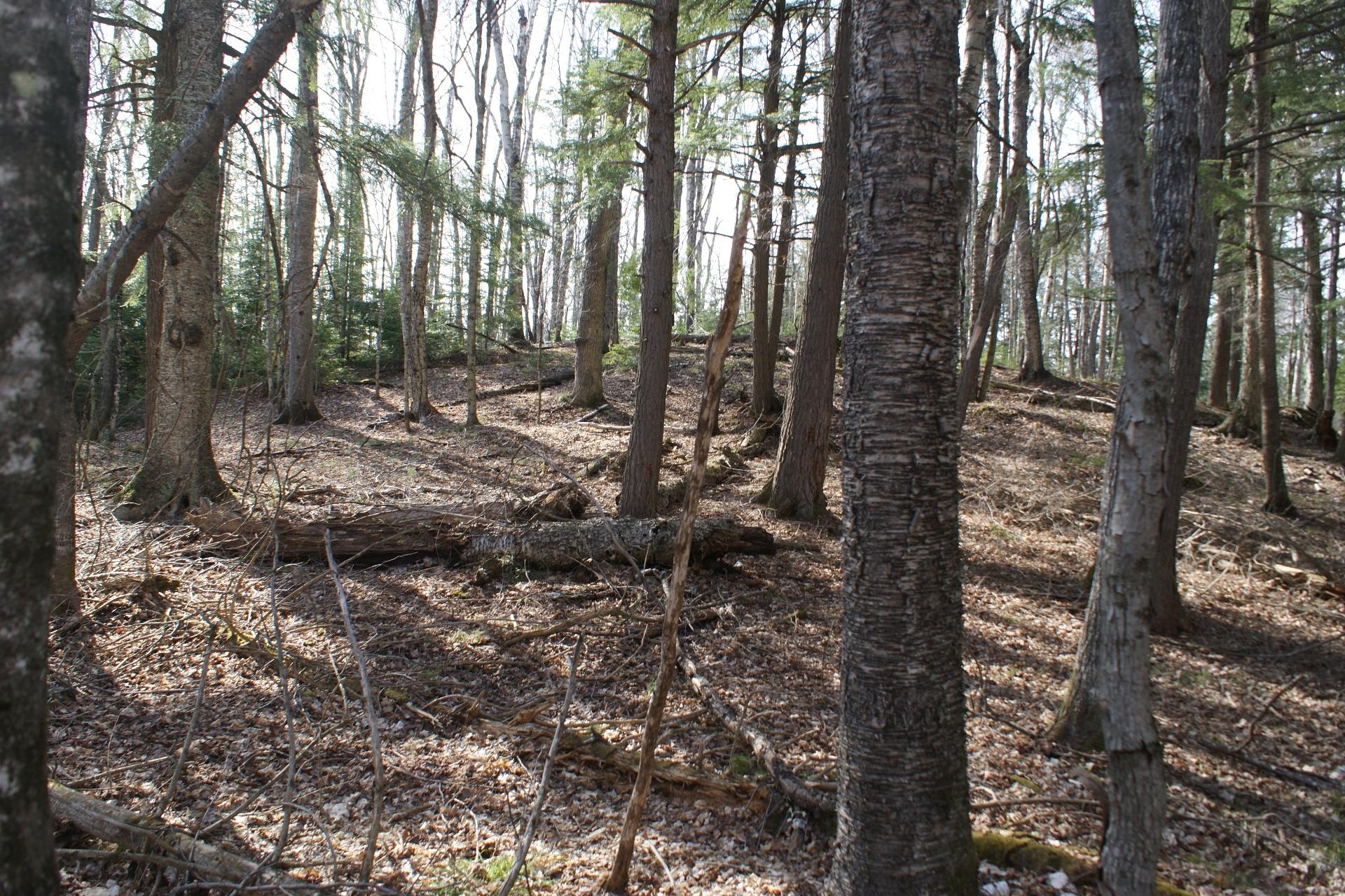Tbd Tall Timbers Road Presque Isle, WI 54557 - Photo 12 of 16 Gallery Image 12