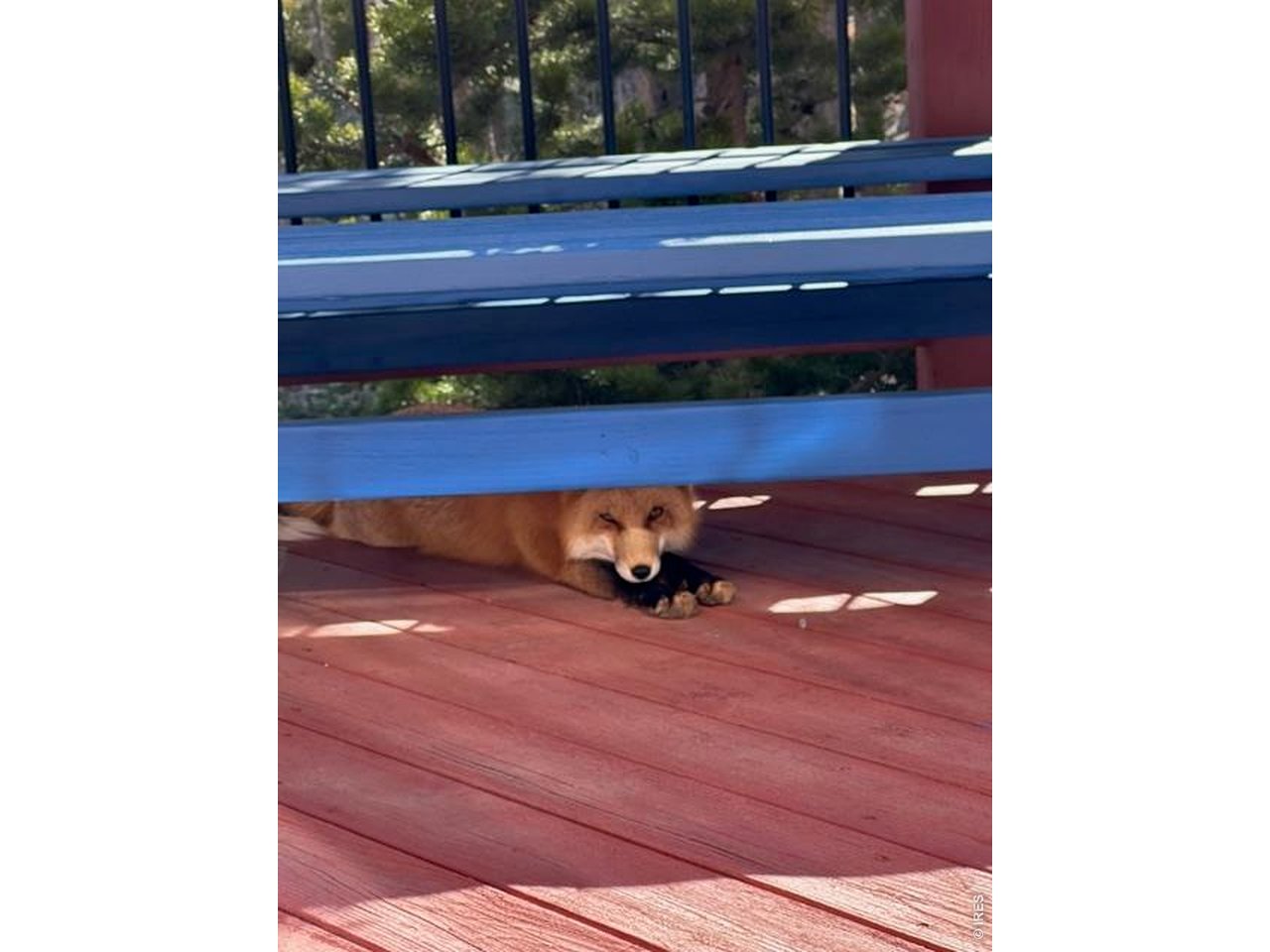 1109 Indian Peak Road Golden, CO 80403 - Photo 47 of 50 Cute little visitor