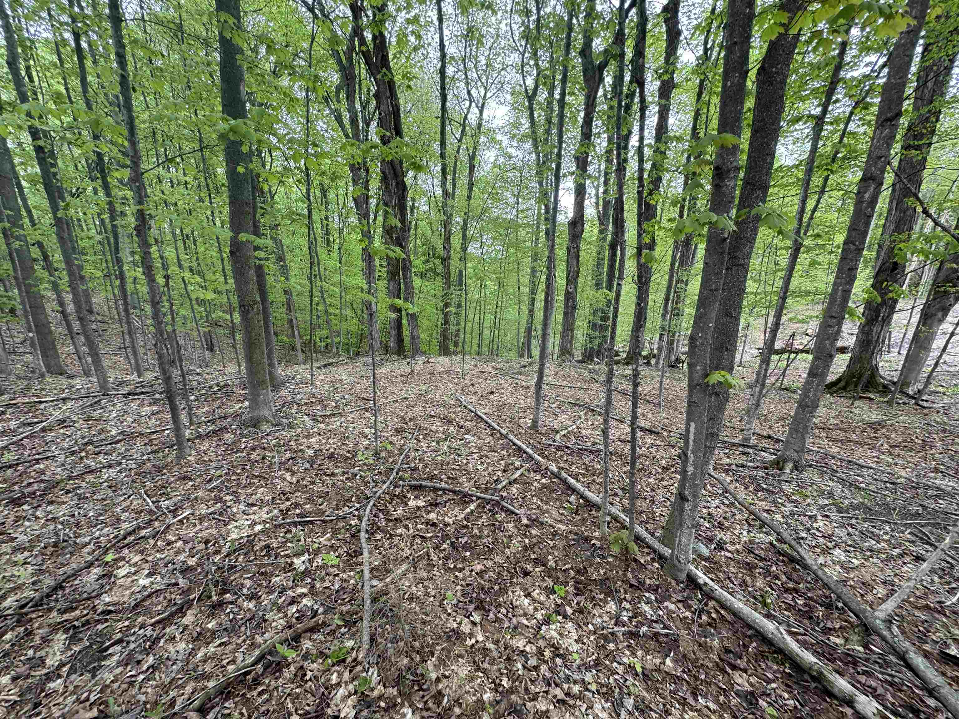 Lot #5 East Bellinger Road, Unit BELLINGER ESTATES LOT: 5 Cedar, MI 49621 - Photo 10 of 20