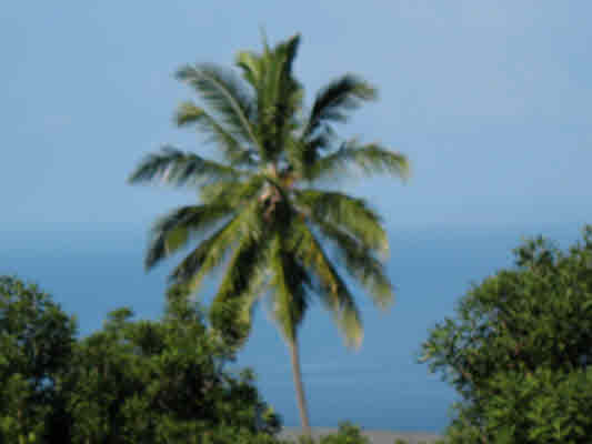 83-5594 Middle Keei Road Captain Cook, HI 96704 - Photo 16 of 24 Gallery Image 16