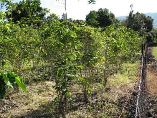 83-5594 Middle Keei Road Captain Cook, HI 96704 - Photo 6 of 24 Gallery Image 6