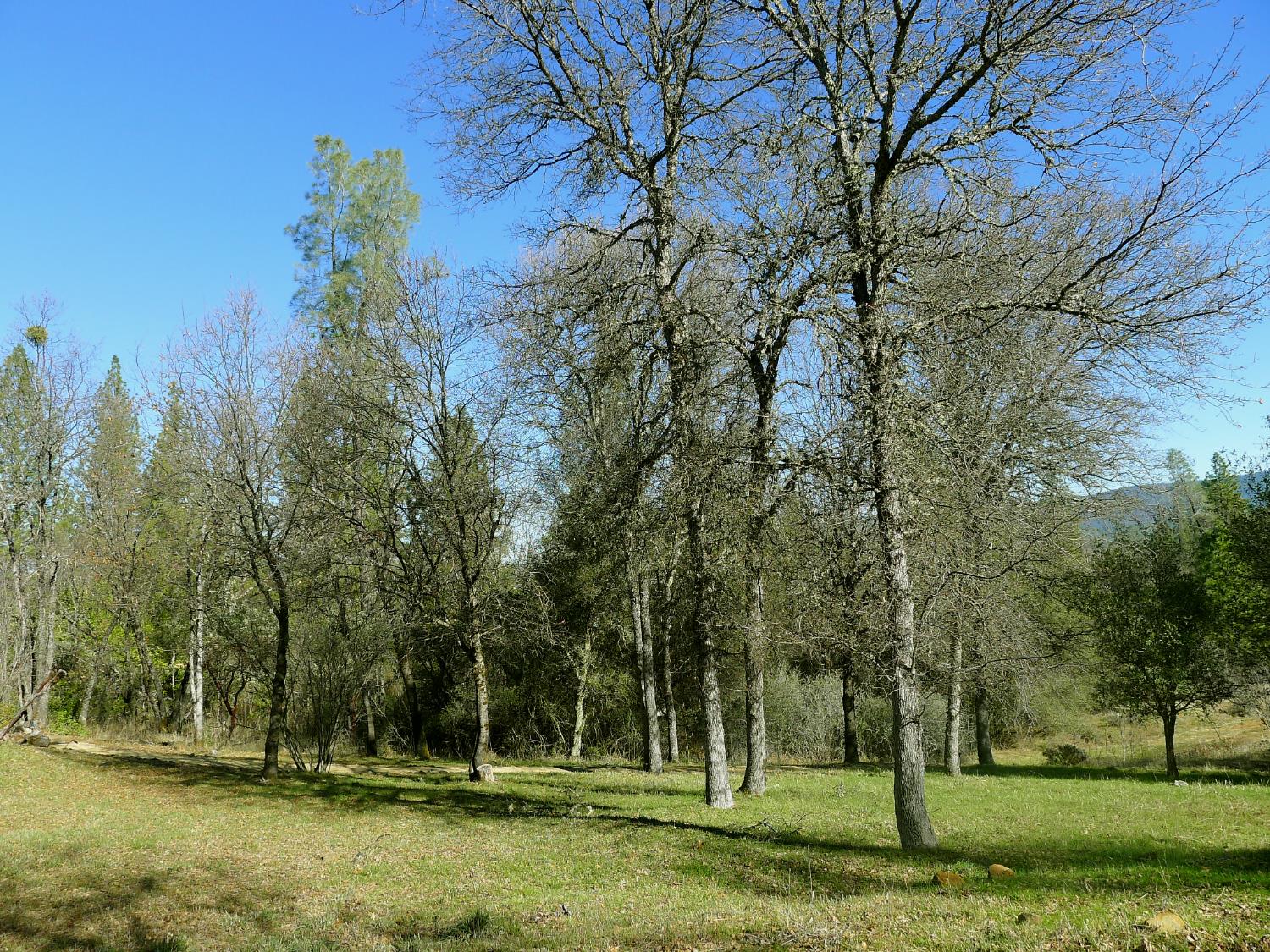 13376 Rue Montaigne Oregon House, CA 95962 - Photo 41 of 45 a view of a park