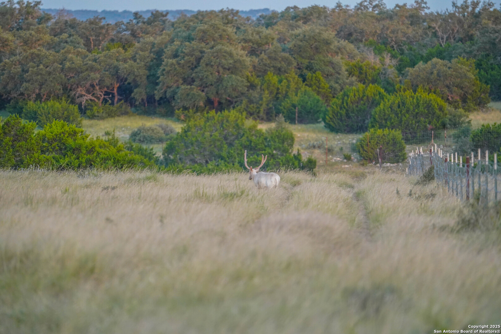 13105 Interstate 10 Service Road Junction, TX 76849 - Photo 54 of 82 a view of a field with trees in the background