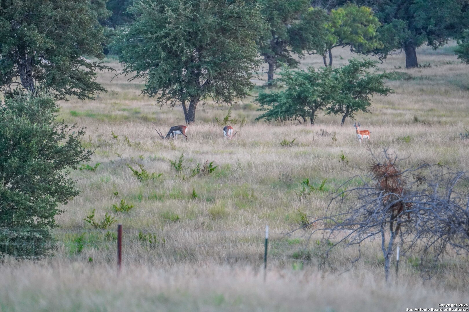 13105 Interstate 10 Service Road Junction, TX 76849 - Photo 56 of 82 a view of a forest with trees in the background