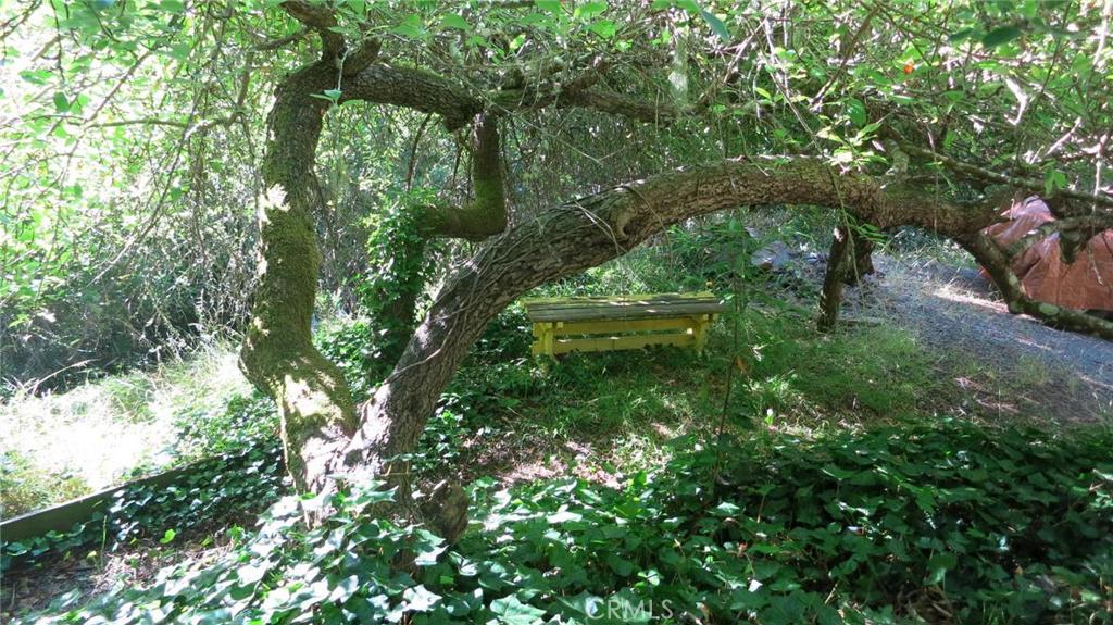 21455 Delta Way, Unit 1 Monte Rio, CA 95462 - Photo 31 of 38 Fruit tree just outside the back patio.