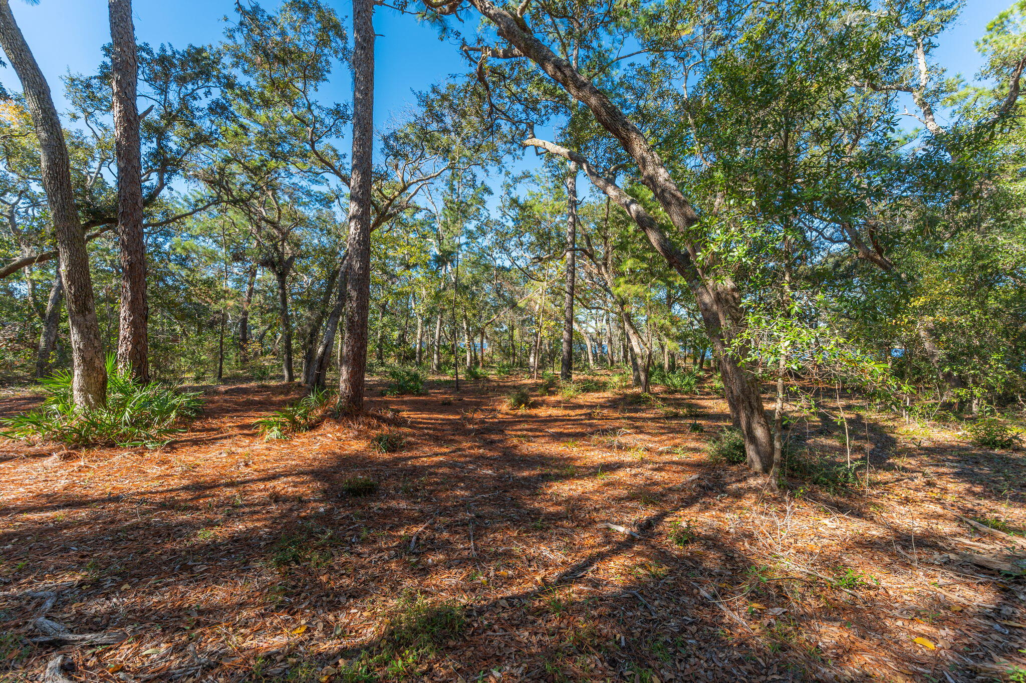 1 Acre /- Holly Point Road Freeport, FL 32439 - Photo 14 of 21 IMG_6551