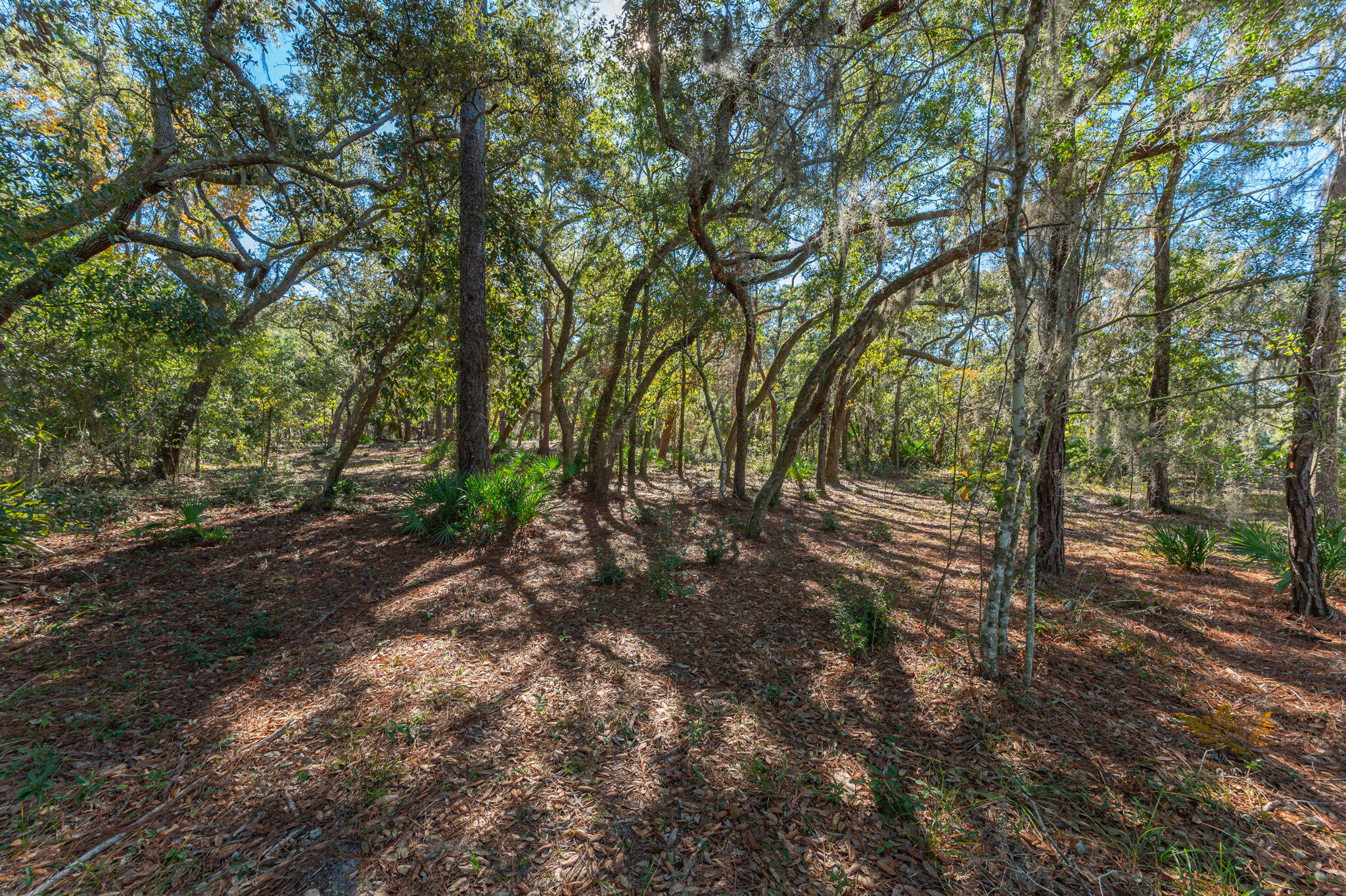 1 Acre /- Holly Point Road Freeport, FL 32439 - Photo 15 of 21 IMG_6552