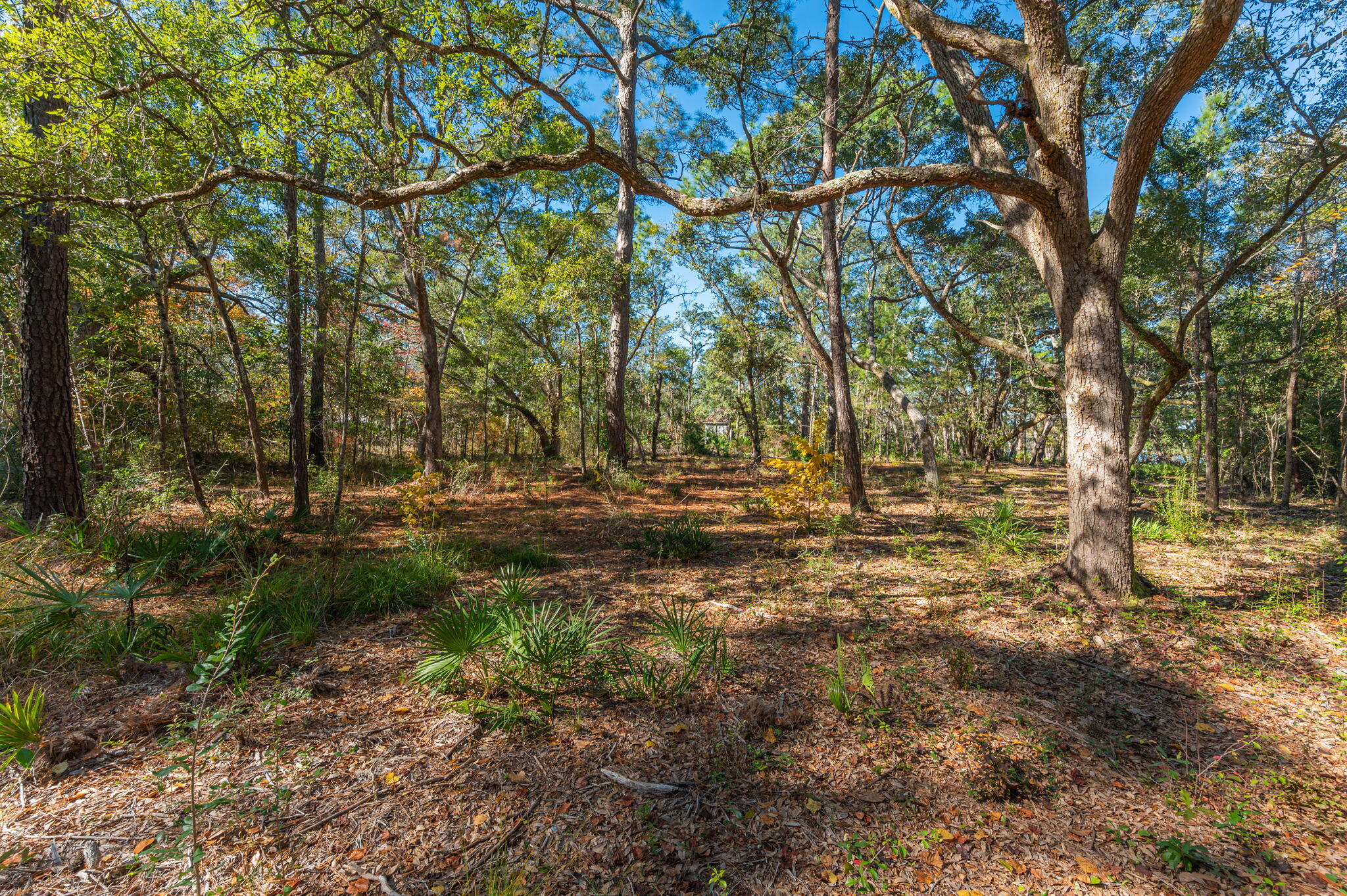 1 Acre /- Holly Point Road Freeport, FL 32439 - Photo 10 of 21 IMG_6547