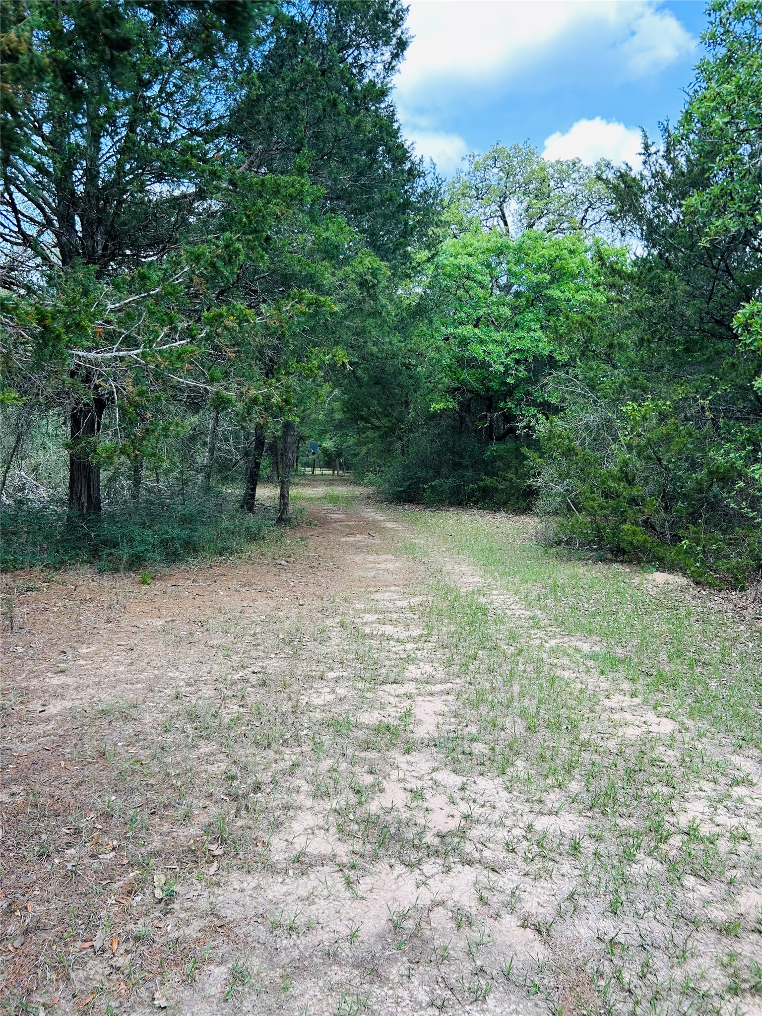 32-acres Dunlavy Road Cat Spring, TX 78933 - Photo 11 of 18