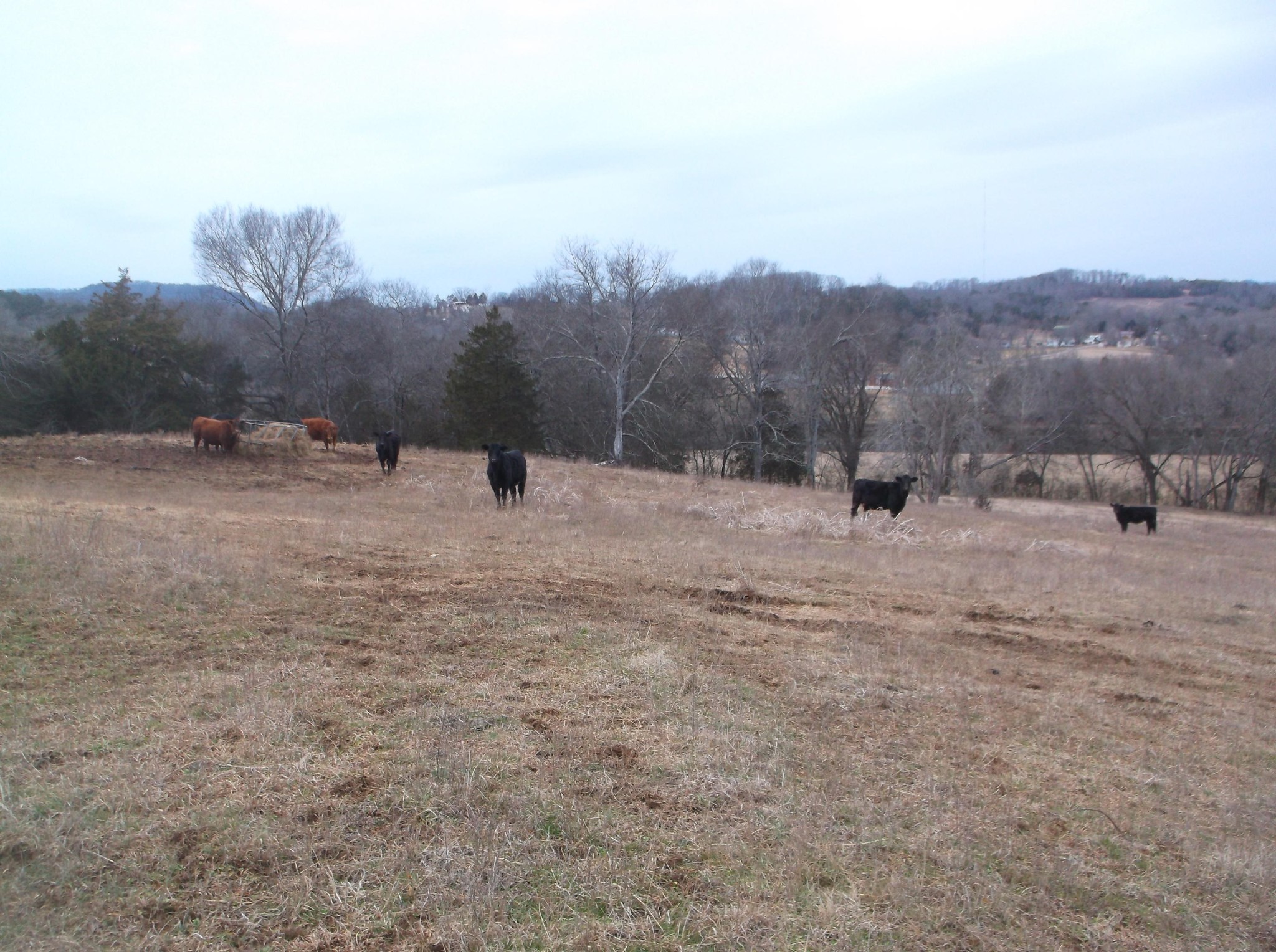 0 Duignan Road Strawberry Plains, TN 37871 - Photo 7 of 10 Gallery Image 7