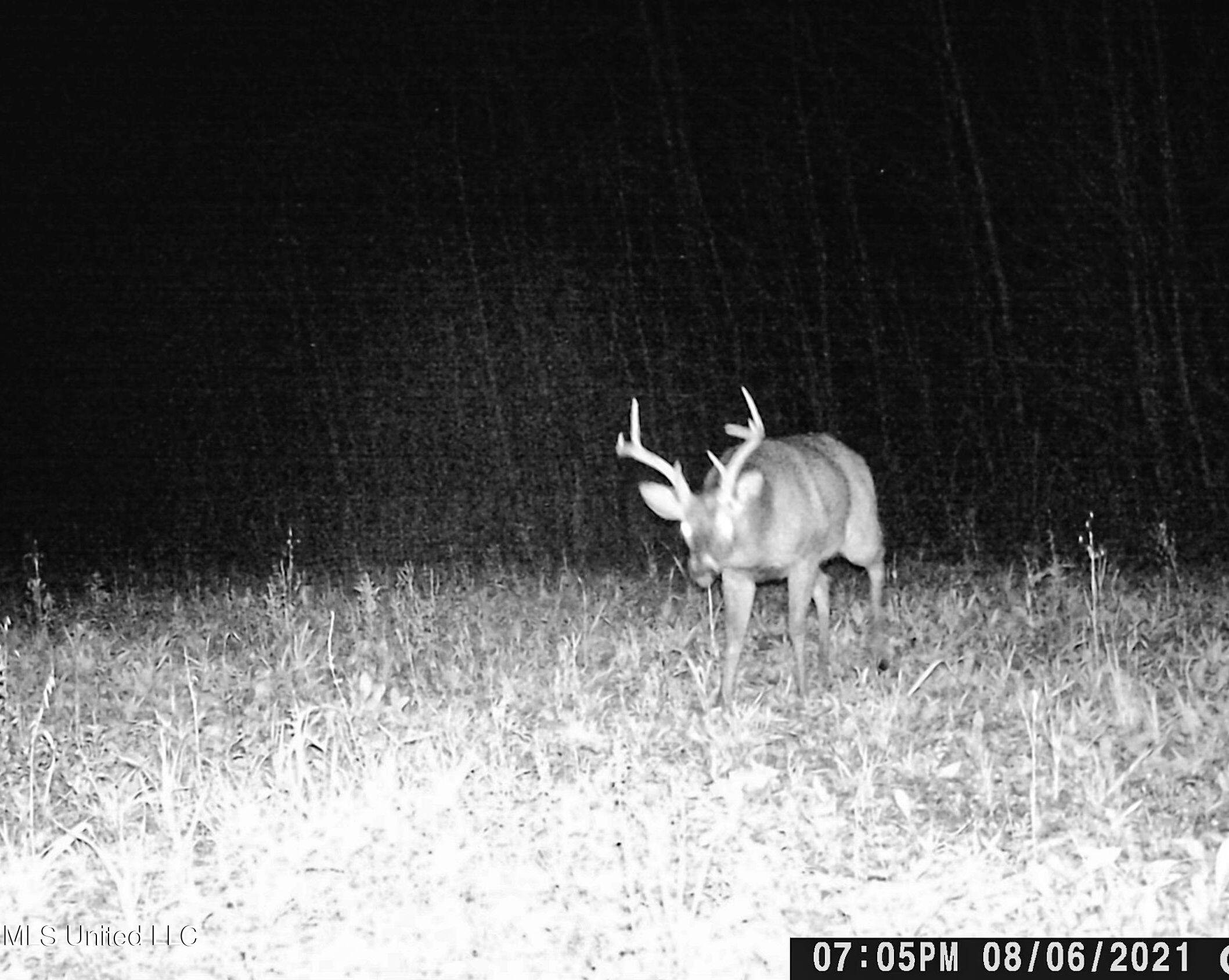 Om Cox Road Potts Camp, MS 38659 - Photo 107 of 111 bentonza23