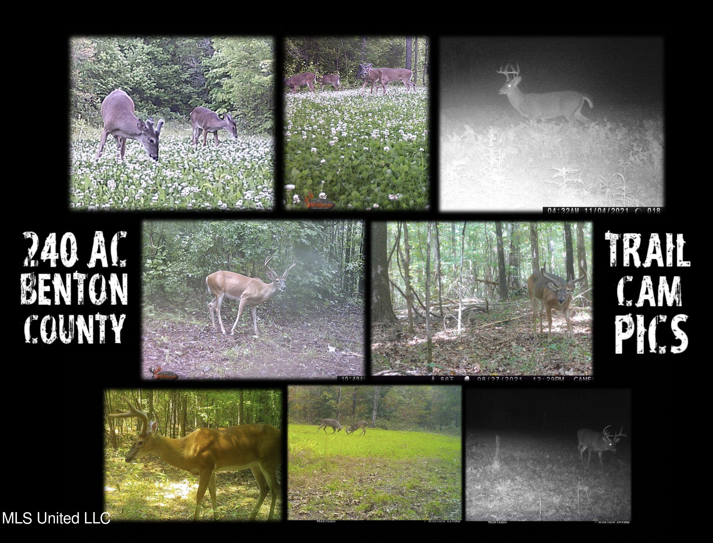 Om Cox Road Potts Camp, MS 38659 - Photo 5 of 111 deerbenton