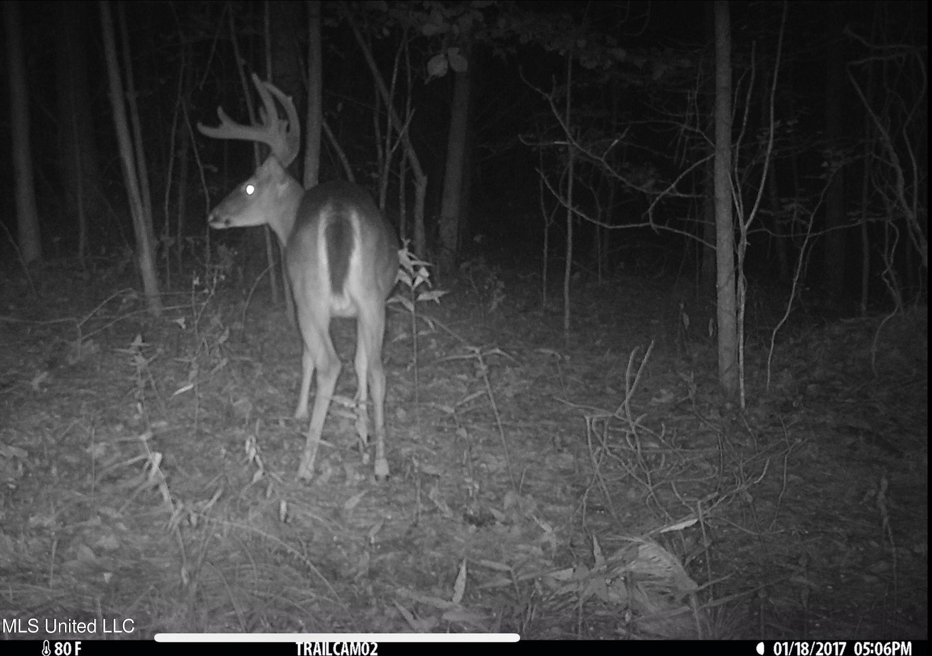 Om Cox Road Potts Camp, MS 38659 - Photo 98 of 111 bentonz47