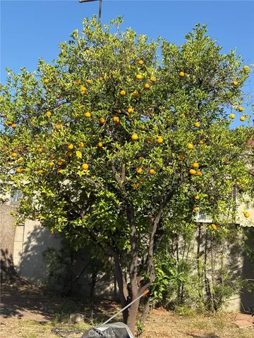 a view of a tree with a tree in front of it