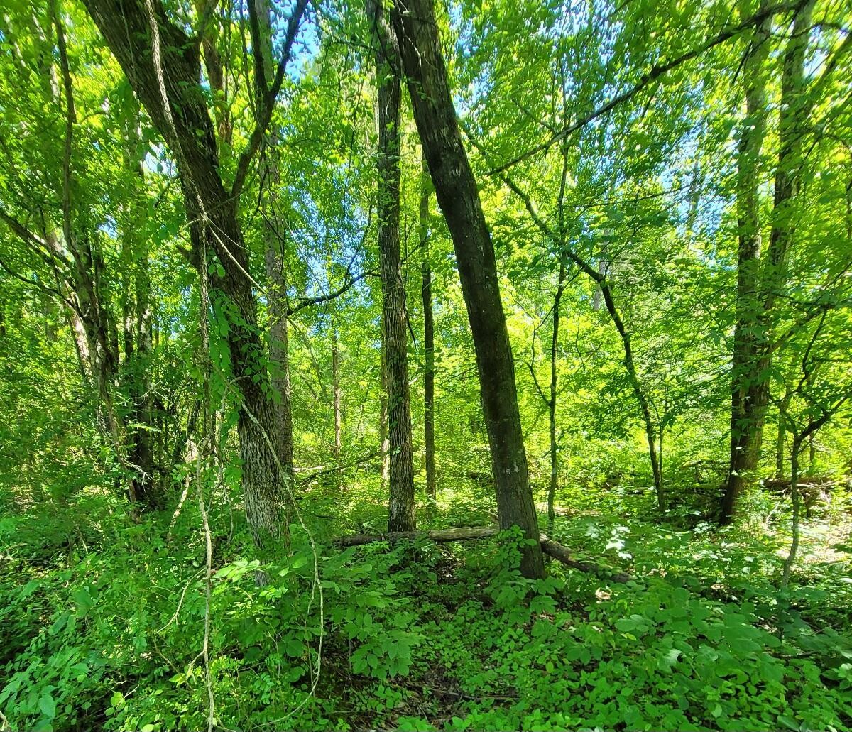 0 Wolf Creek Road Spring City, TN 37381 - Photo 2 of 15