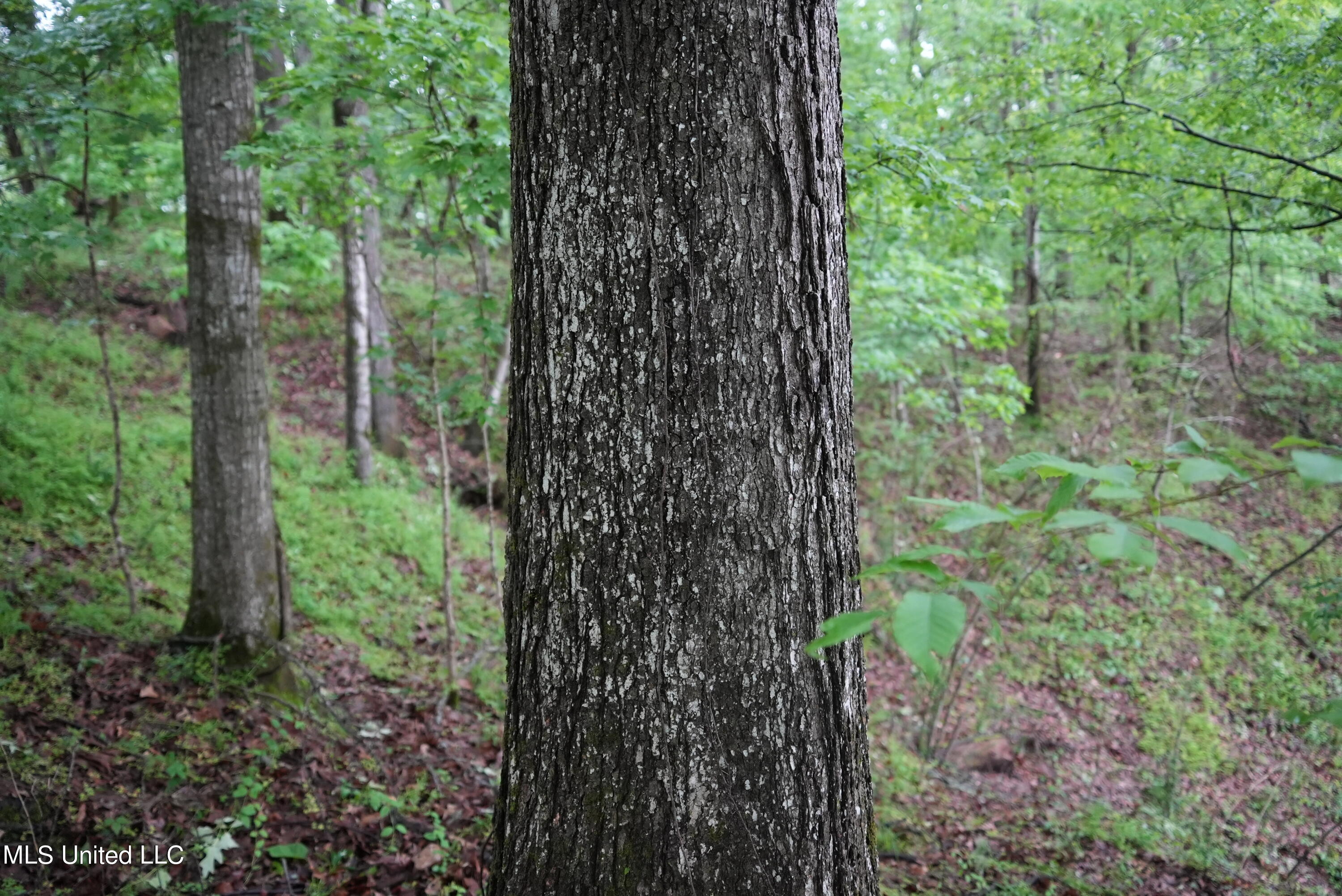 0 Old Port Gibson Road Port Gibson, MS 39150 - Photo 11 of 17 DSC00713