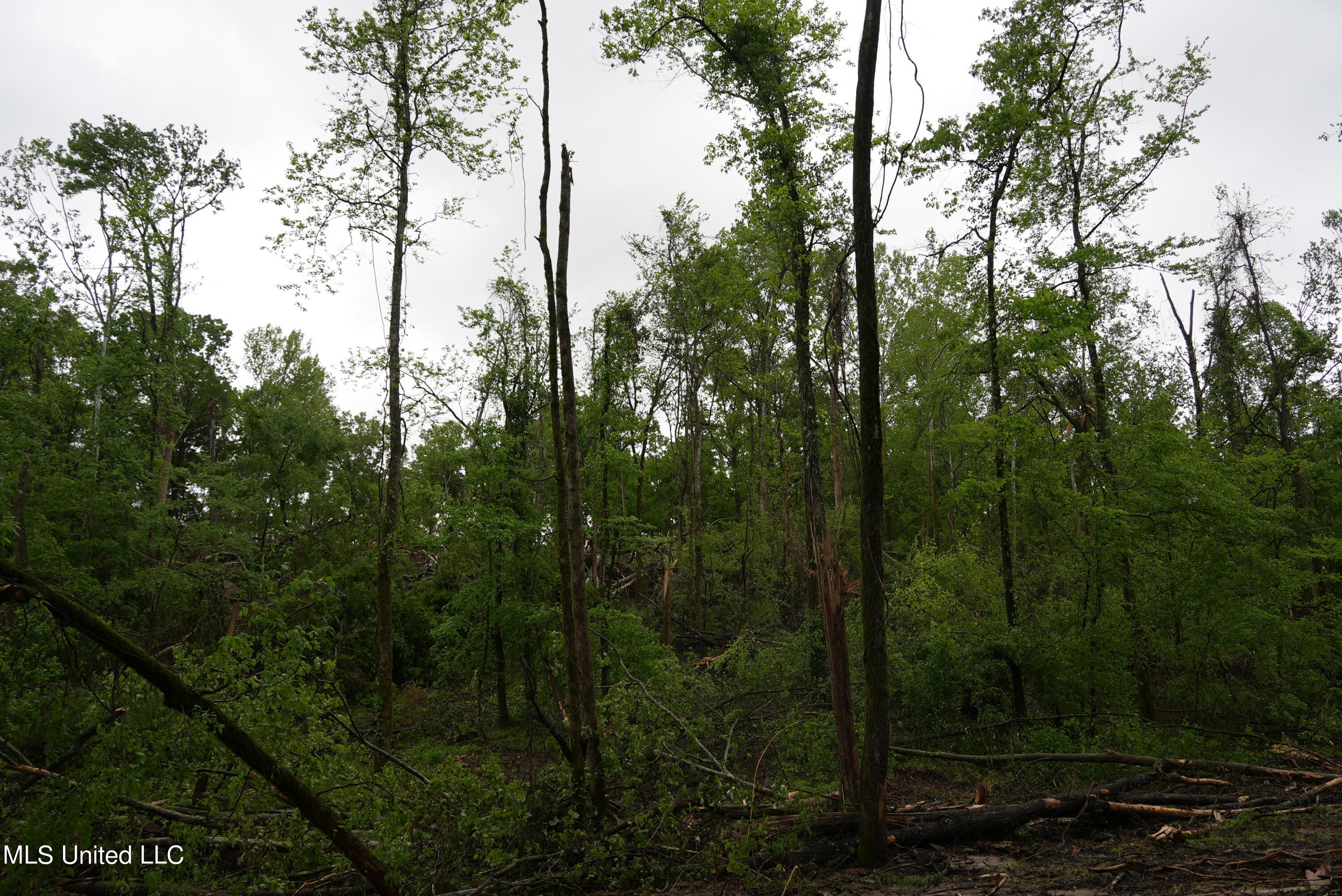 0 Old Port Gibson Road Port Gibson, MS 39150 - Photo 12 of 17 DSC00709