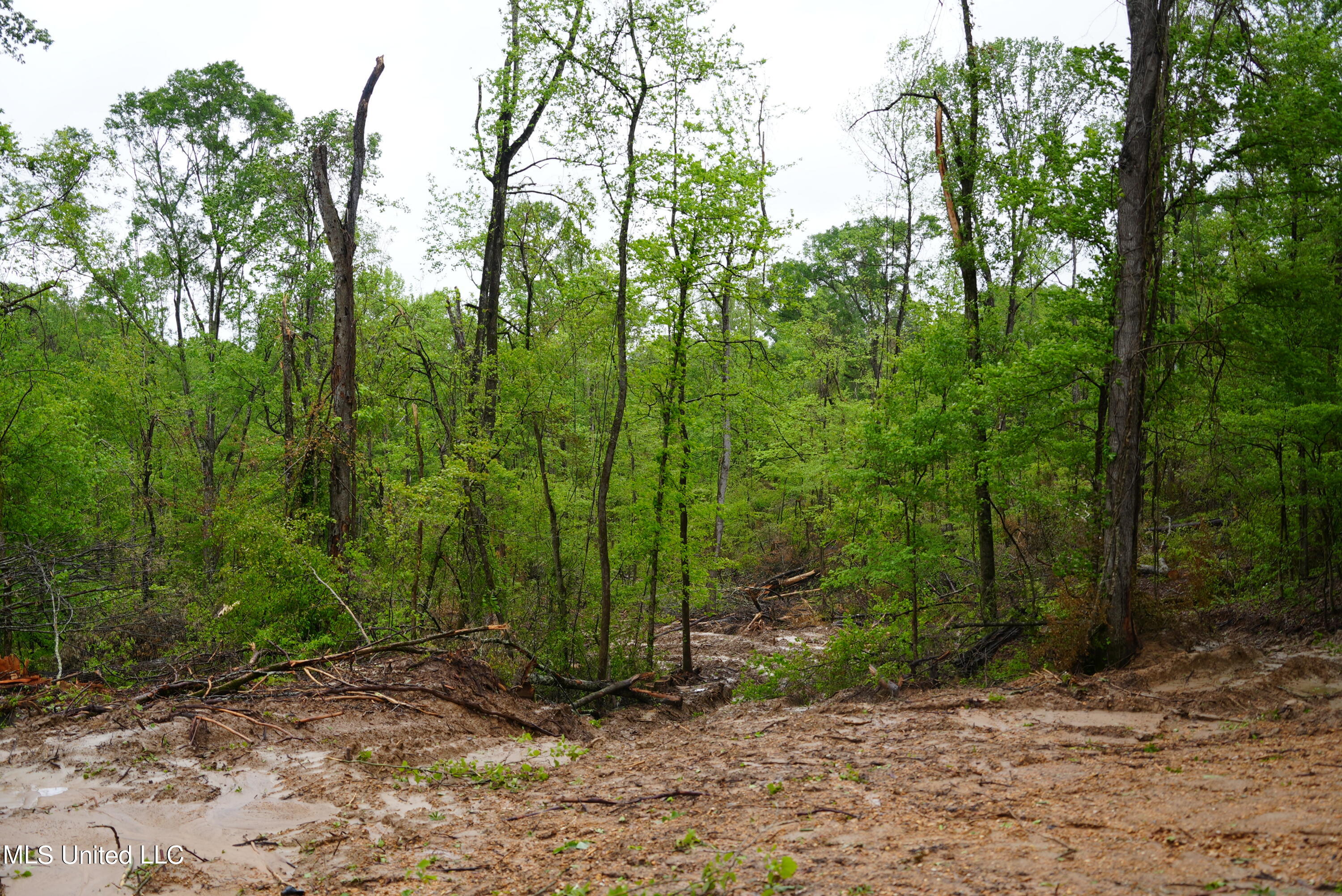 0 Old Port Gibson Road Port Gibson, MS 39150 - Photo 14 of 17 DSC00697