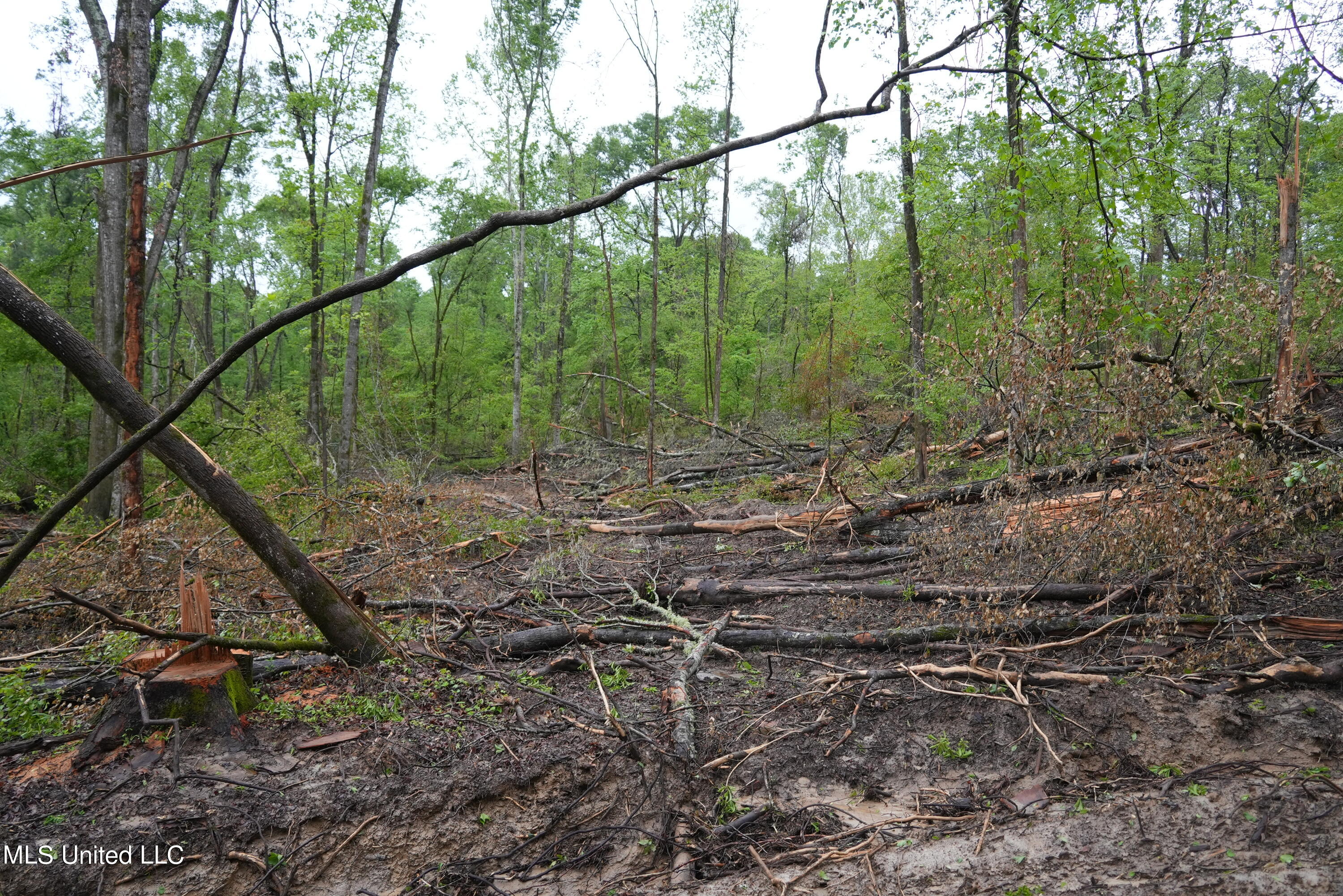 0 Old Port Gibson Road Port Gibson, MS 39150 - Photo 15 of 17 DSC00700