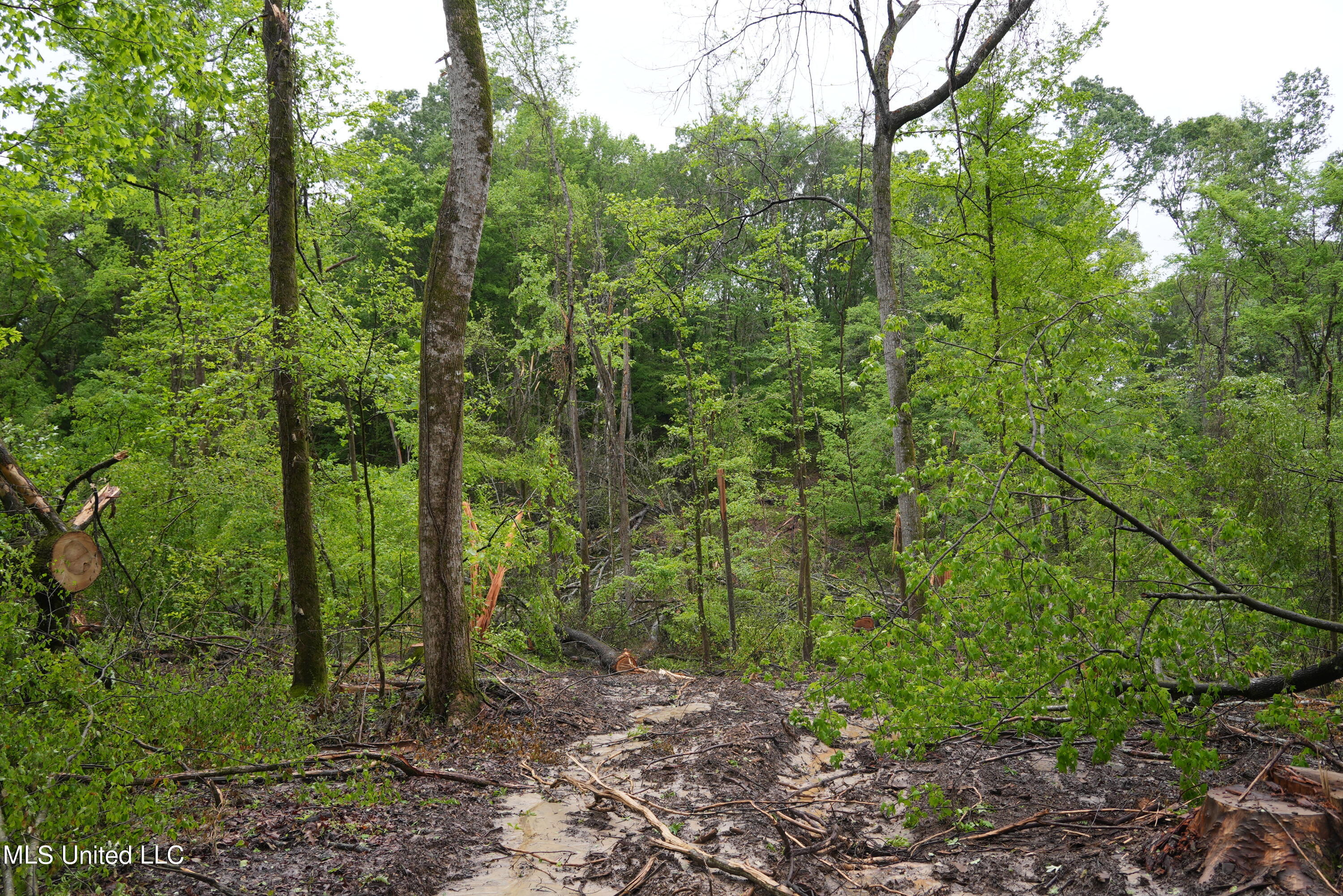 0 Old Port Gibson Road Port Gibson, MS 39150 - Photo 16 of 17 DSC00702