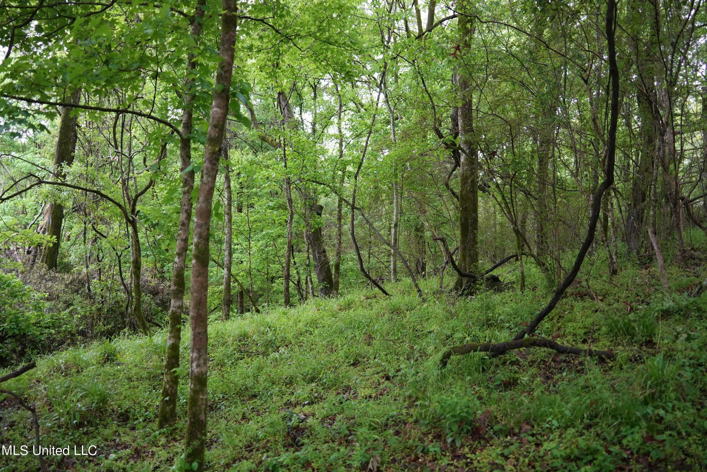 0 Old Port Gibson Road Port Gibson, MS 39150 - Photo 5 of 17 DSC00717