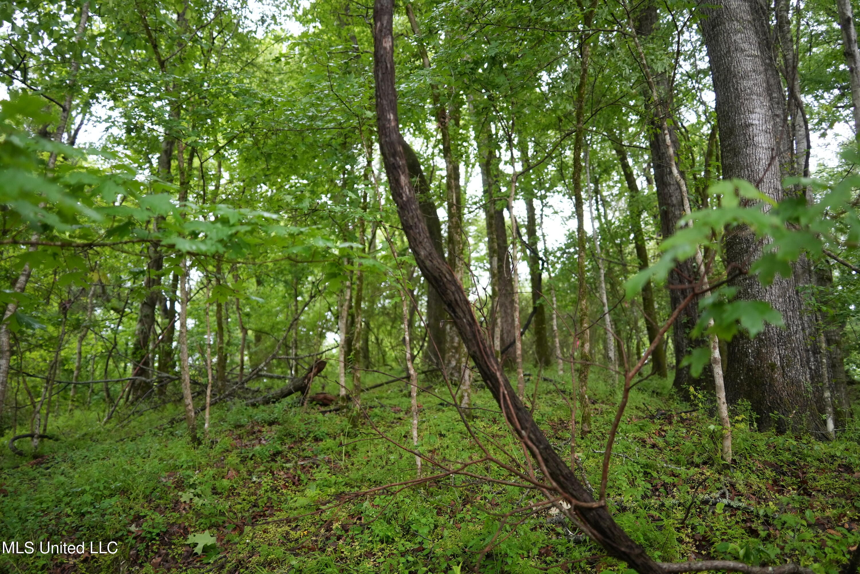 0 Old Port Gibson Road Port Gibson, MS 39150 - Photo 6 of 17 DSC00711